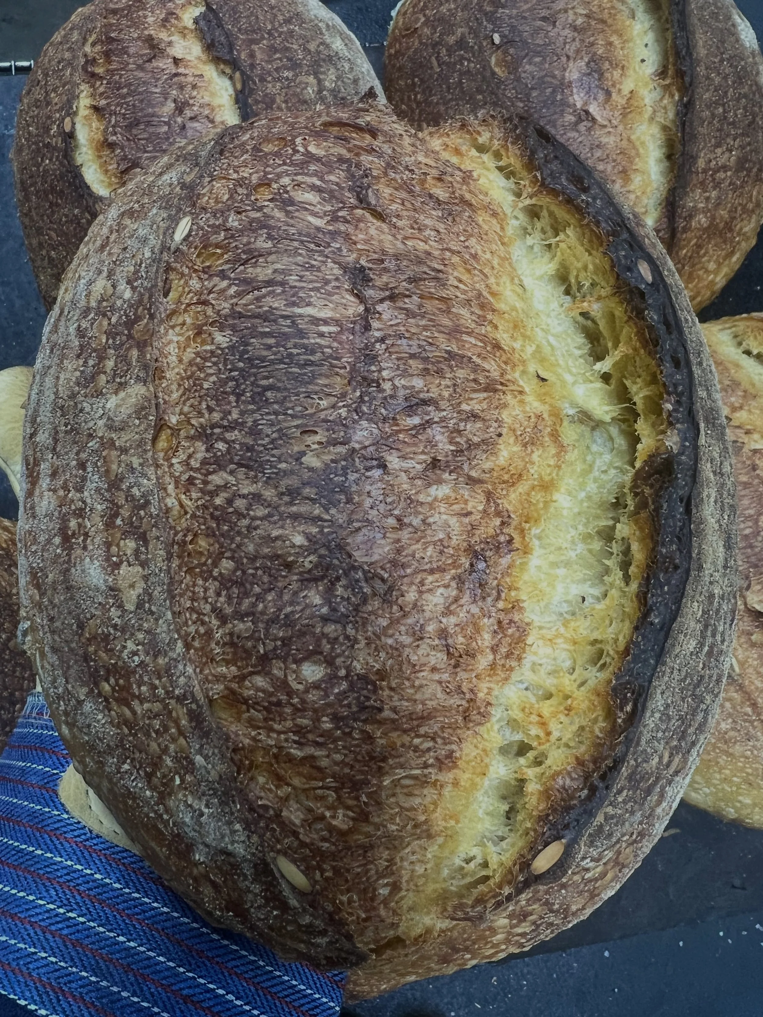 Sweet potato pumpkin seed sourdough available this Saturday 6/13 Pre order porch pickup OR visit me @elkgrovefarmersmarket 
also available 
Honey wheat sesame sunflower sourdough 
Quinoa olive sourdough 
Traditional sourdough 
Cranberry pecan sourdou