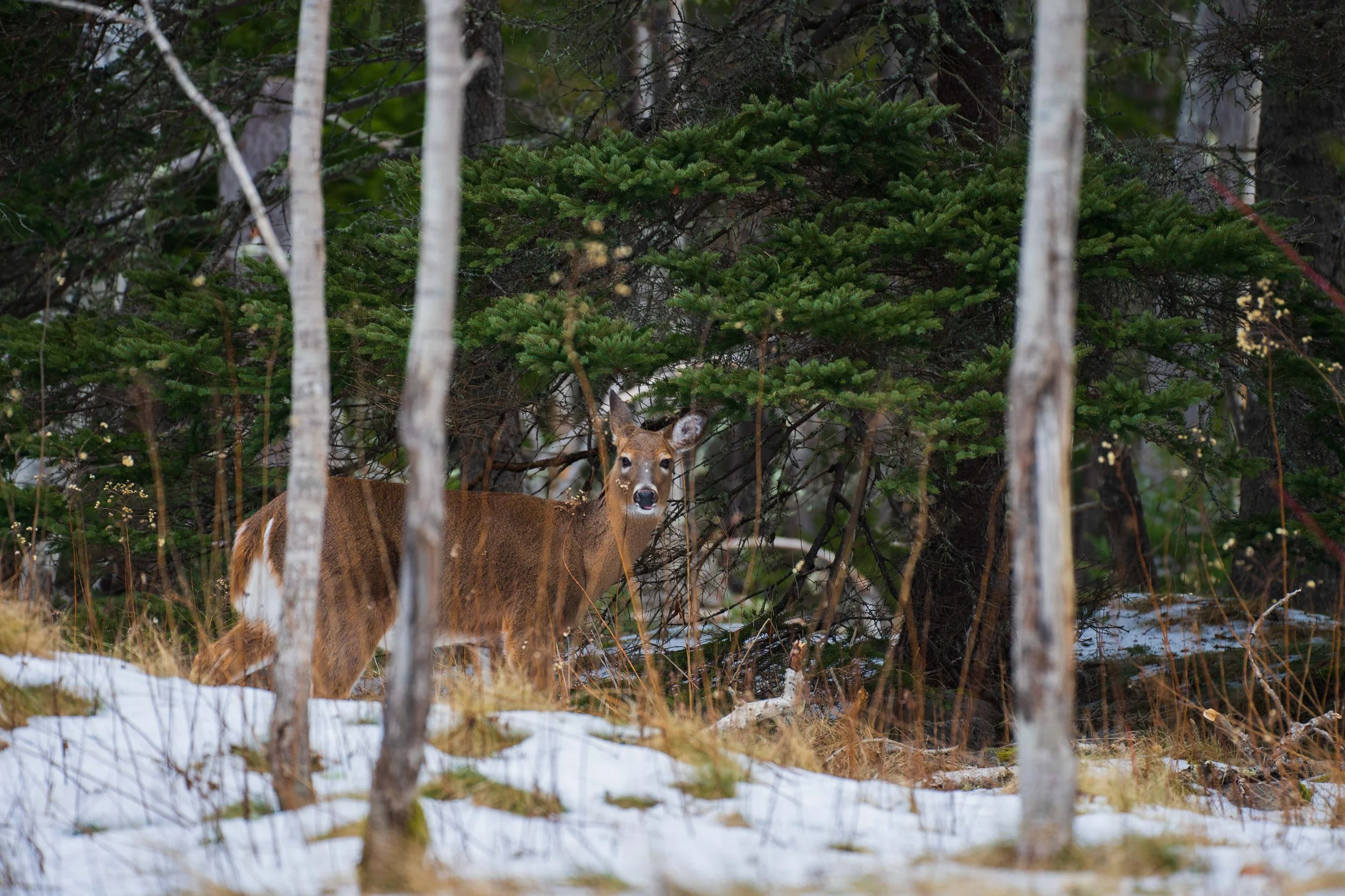Acadia January 2023-22.jpg