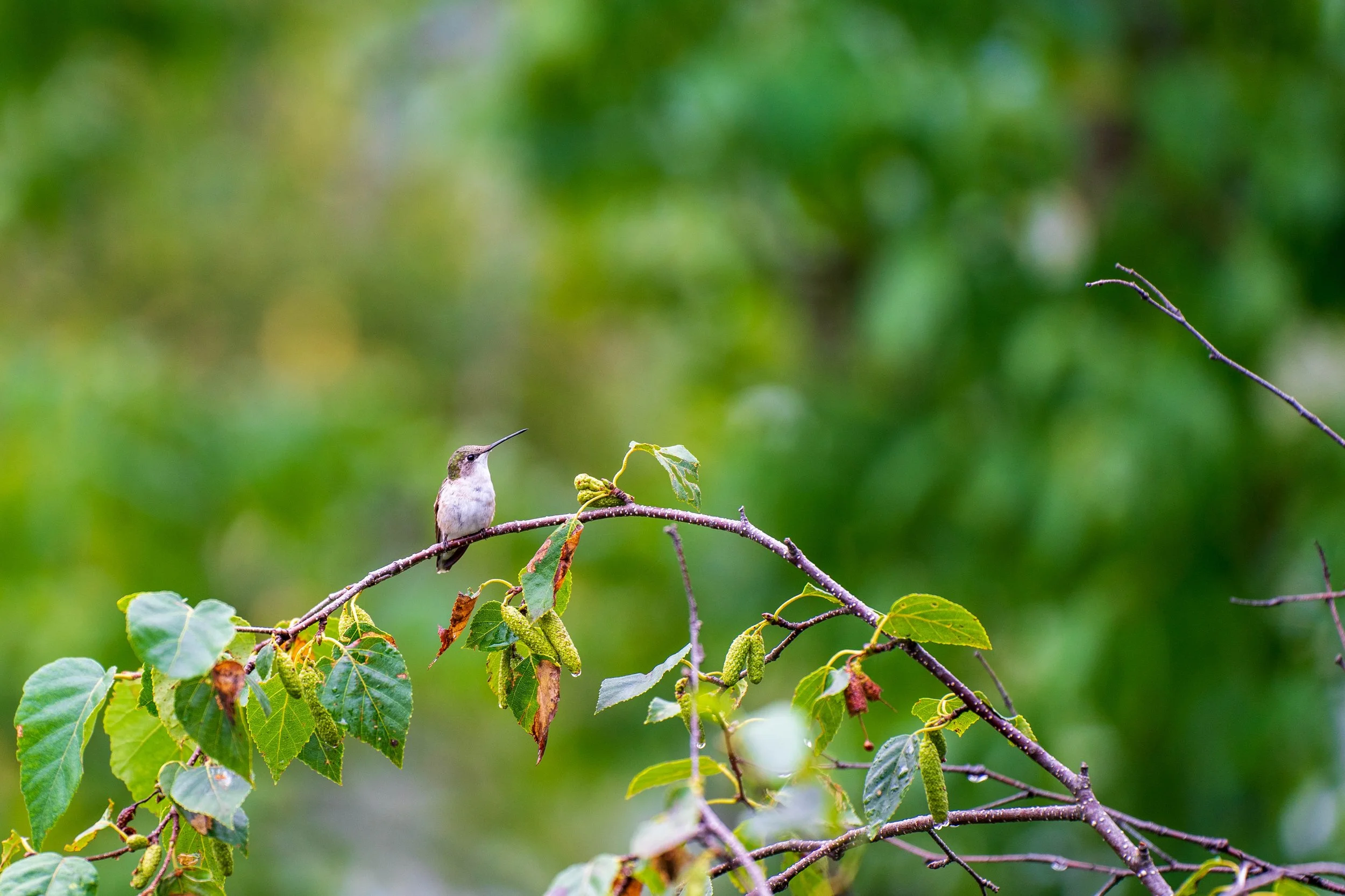  20210906-FortKent 2 -.jpg