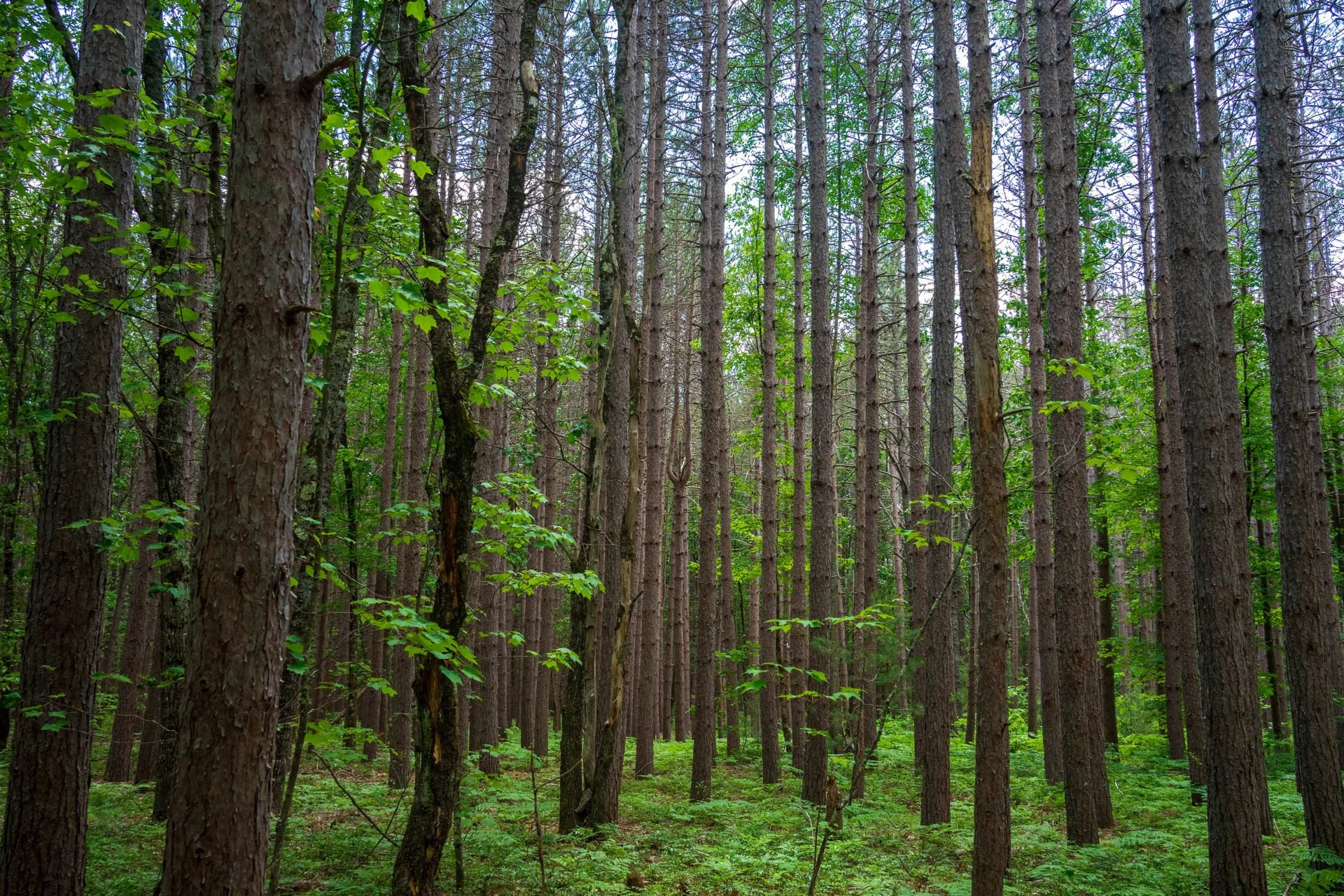  20210613-Biddeford Food Pantry 1 -.jpg