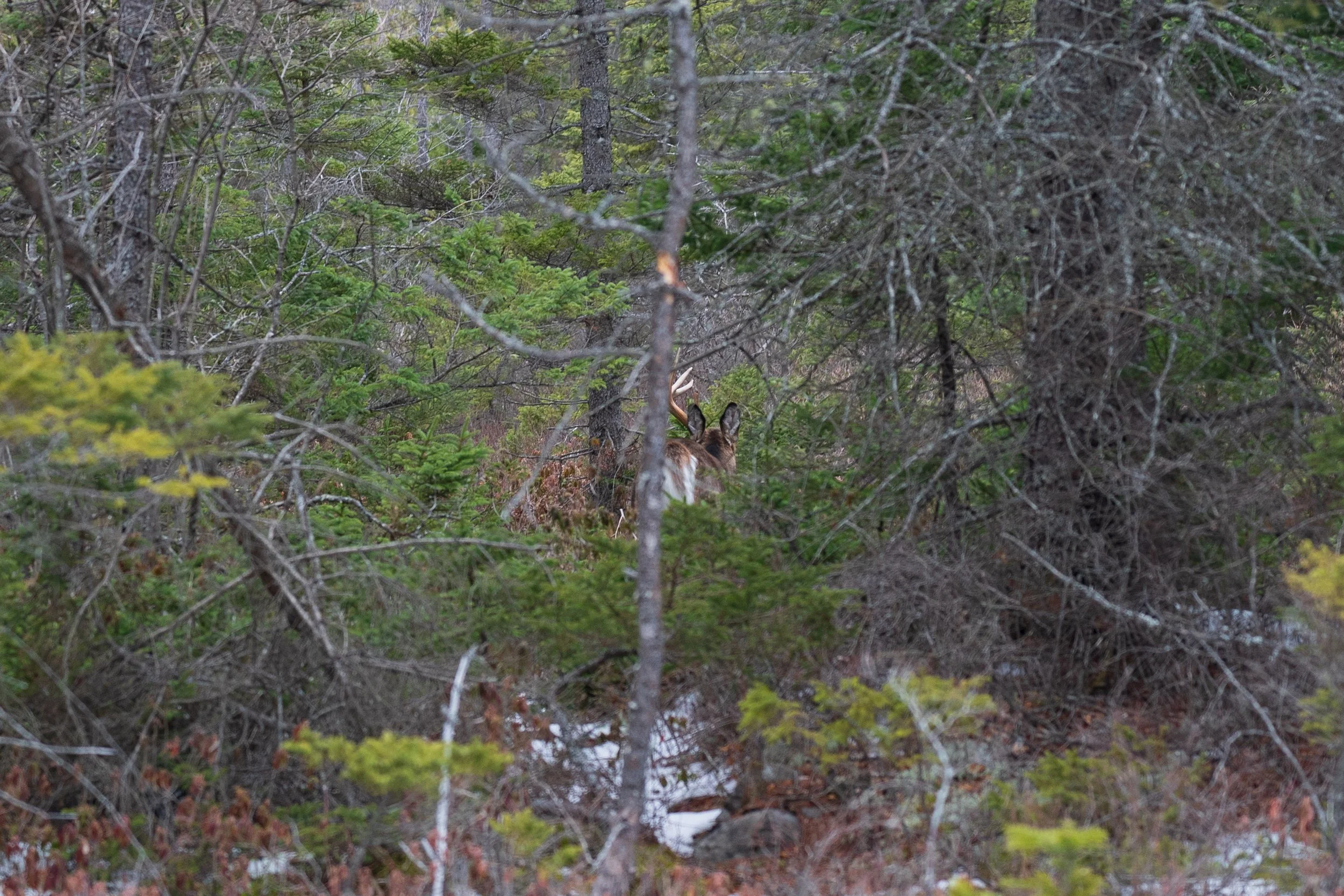 Acadia January 2023-30.jpg