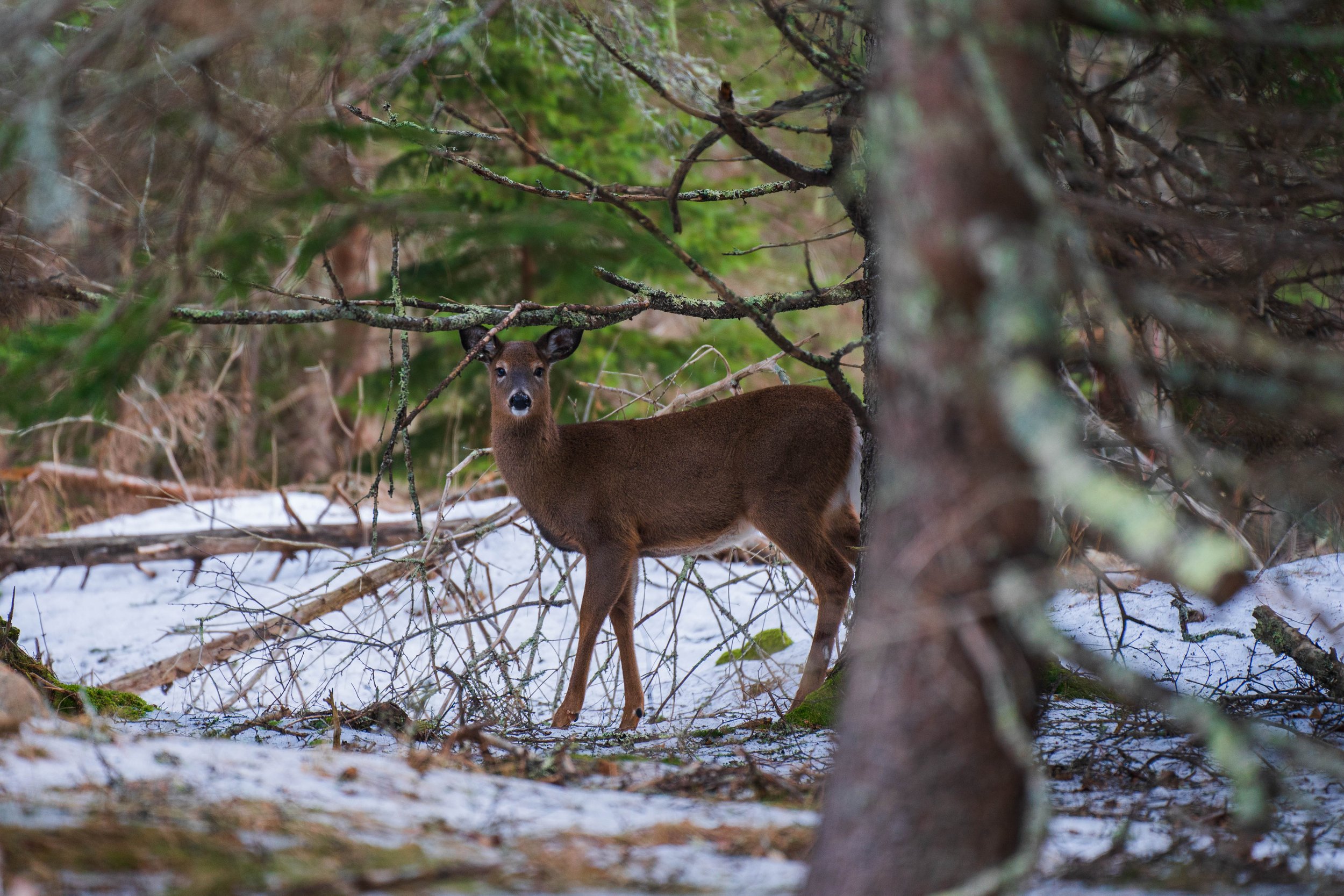Acadia January 2023-20.jpg