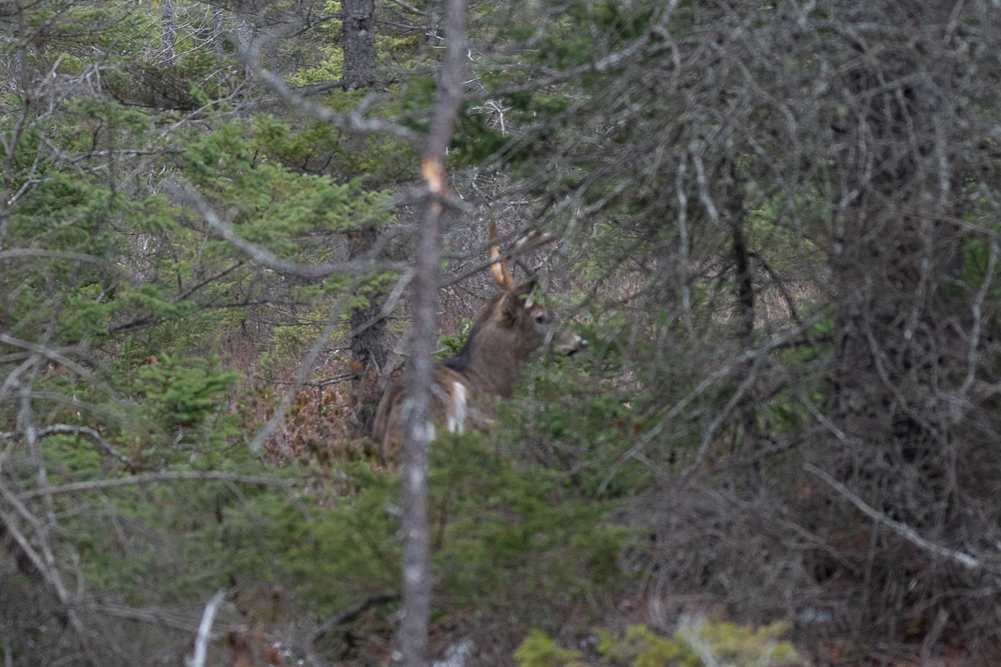 Acadia January 2023-29.jpg