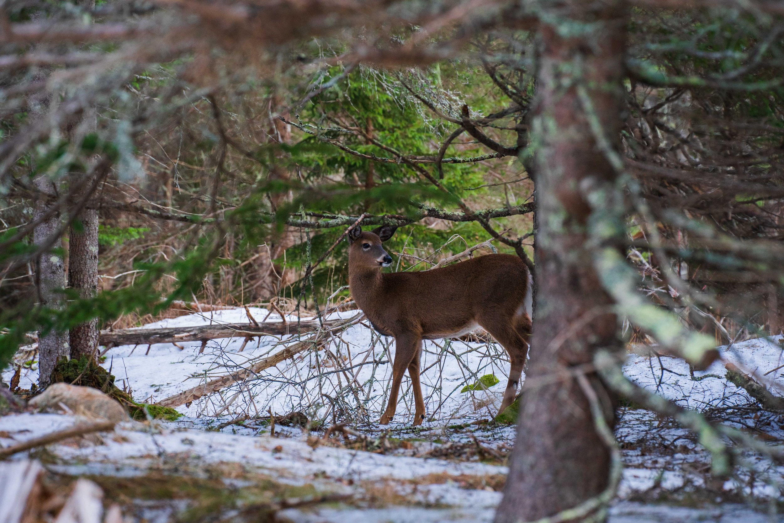 Acadia January 2023-19.jpg