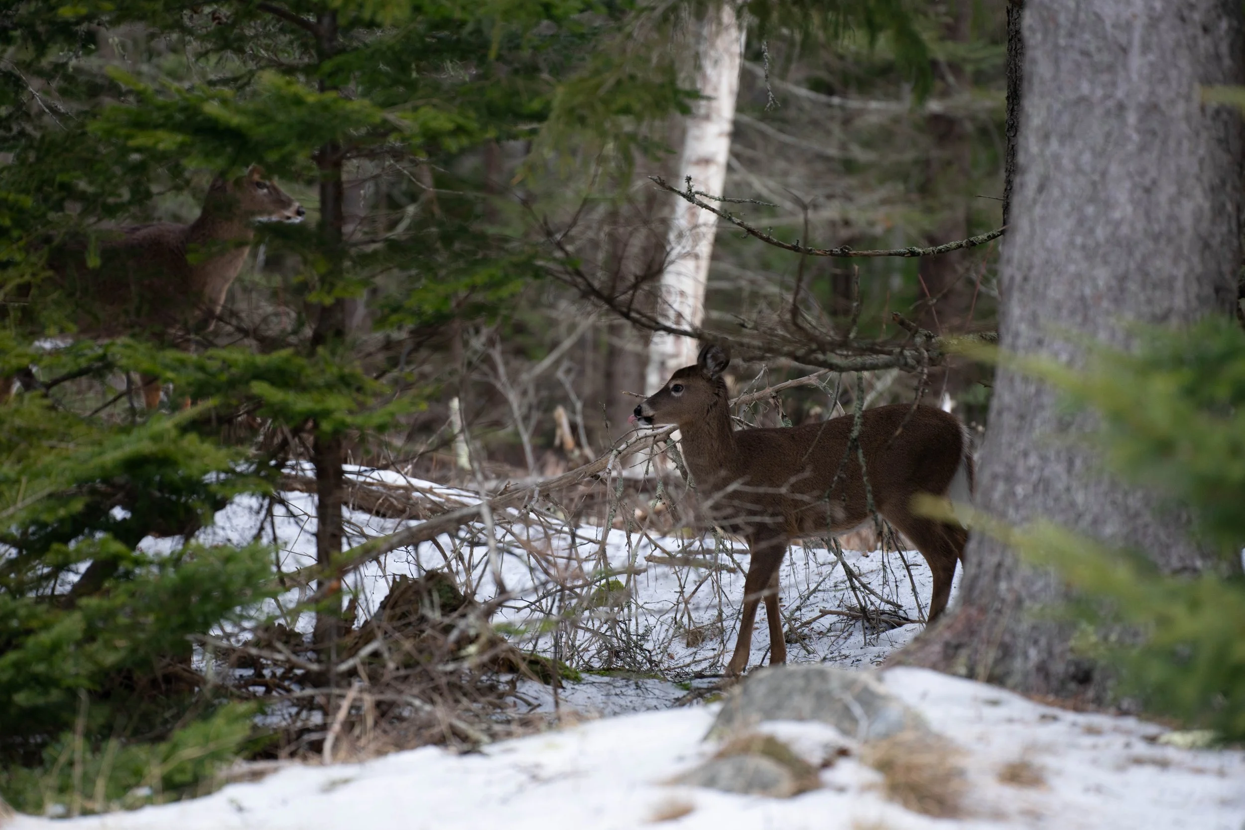Acadia January 2023-21.jpg