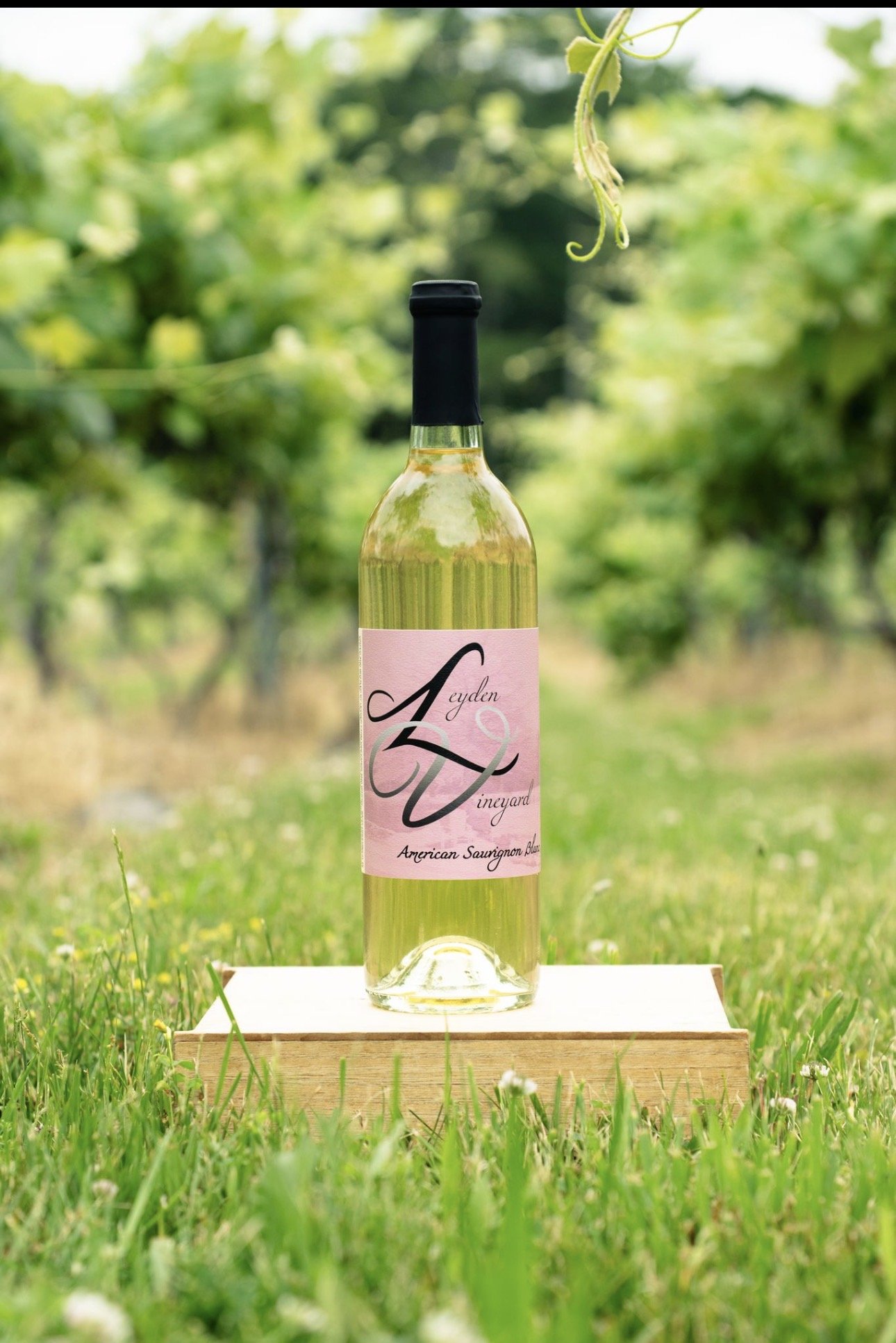 Summer Sauv Blanc.jpg
