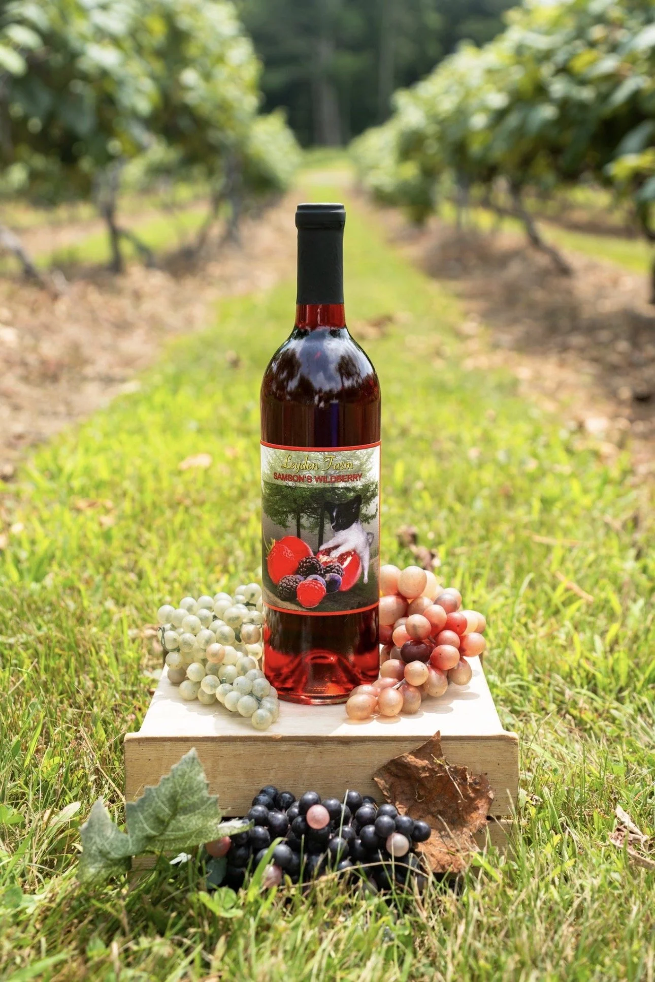 Samson's Wildberry