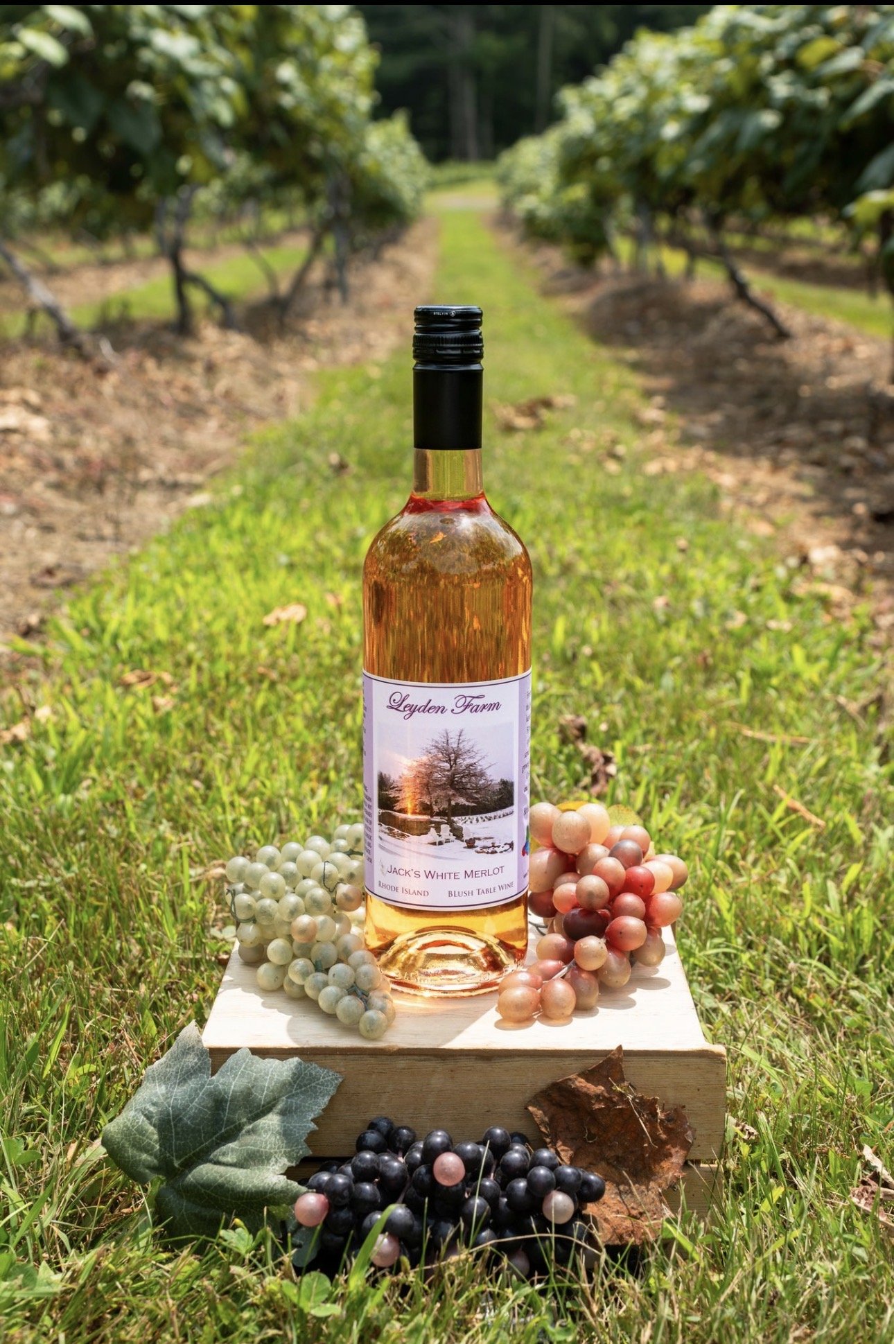 Jack's White Merlot