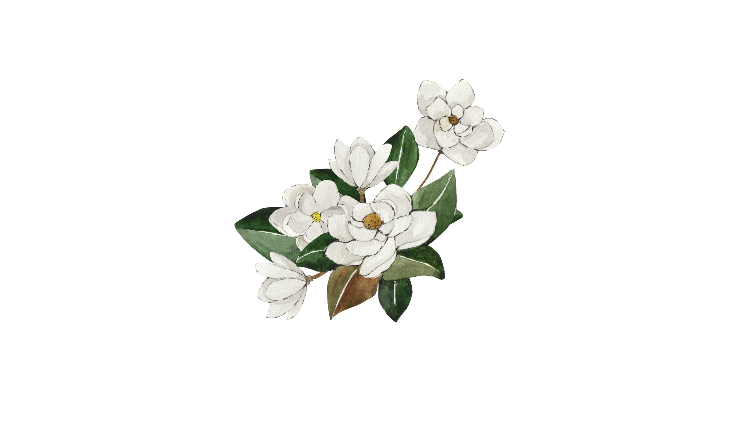 A watercolor illustration of white magnolia flowers with green leaves on a black background.