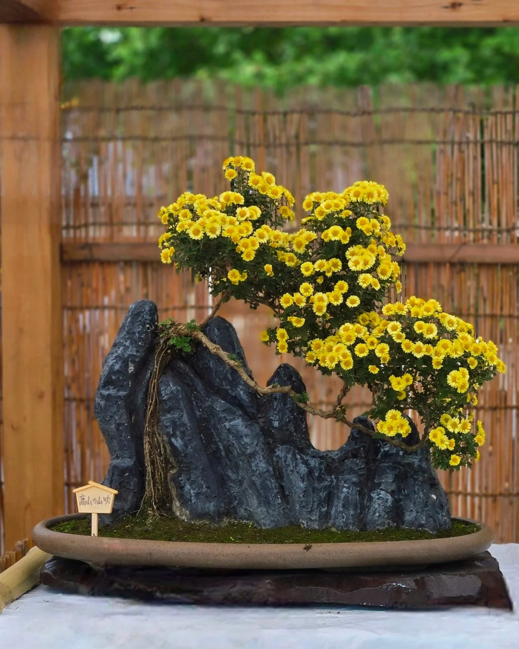 bonsai tree growing against a rock with small yellow petals
