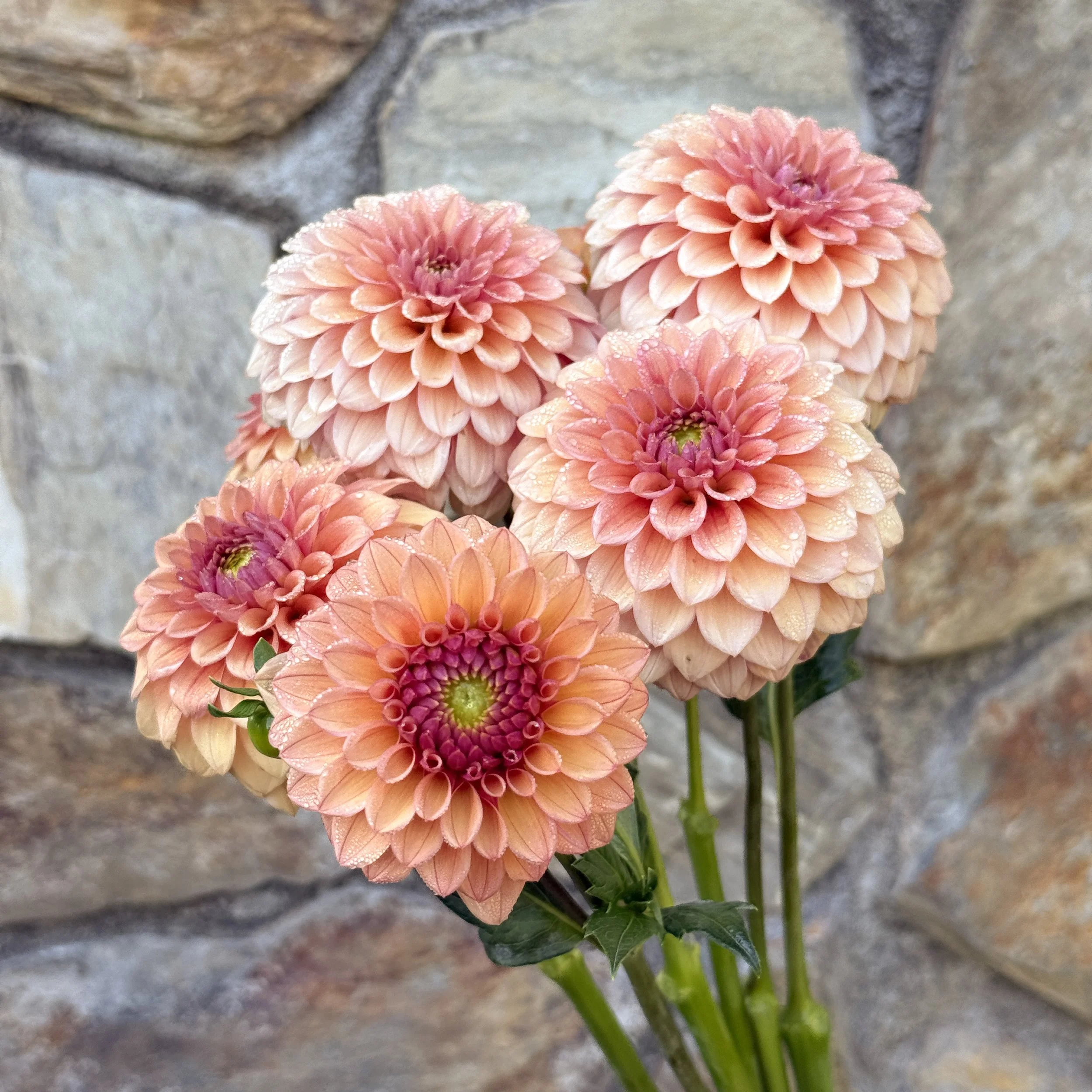 Mission Zest_2026_3659.jpg