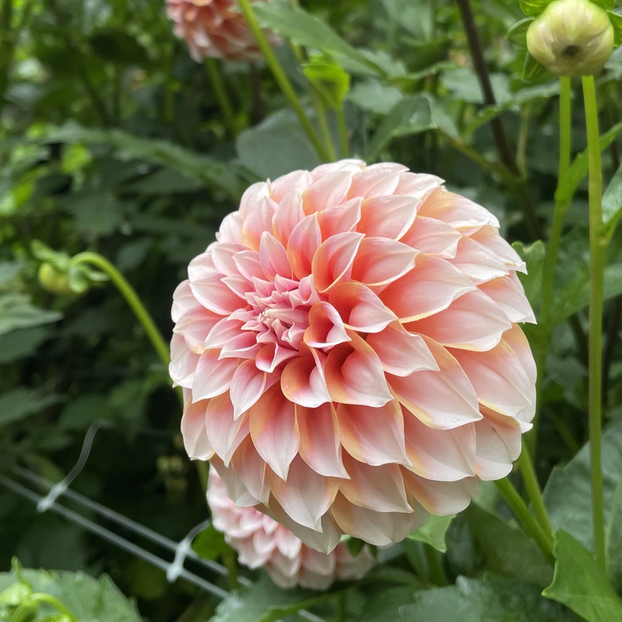 Peaches N Cream Dahlia Tubers — Dahlia Tubers for Sale Dahlias + Cut