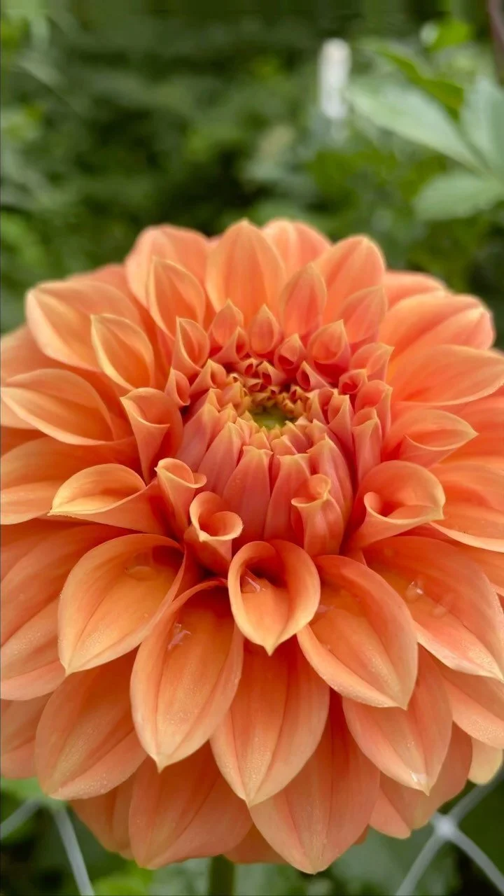 Dahlia Tubers for Sale Grown on our farm in North Carolina — SNOW