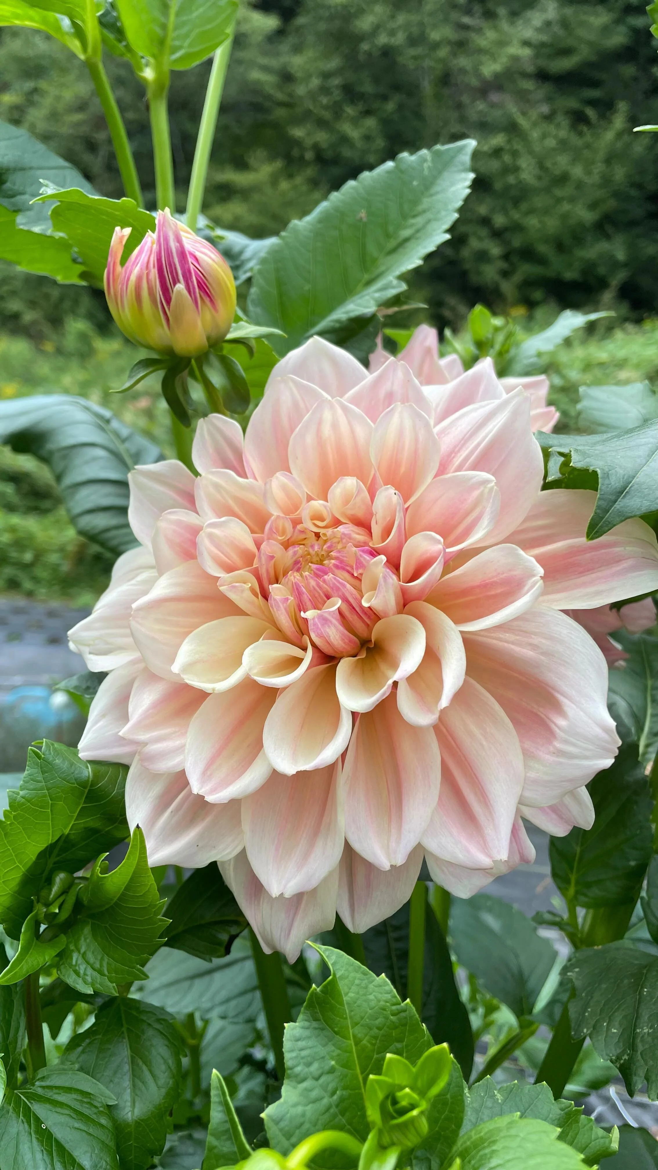 Dahlia Tubers for Sale Grown on our farm in North Carolina — SNOW