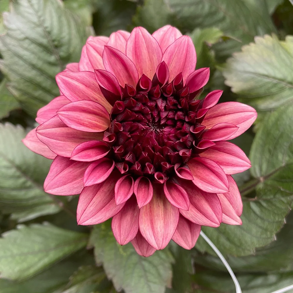 Night Silence Dahlia - Snow Creek Flora