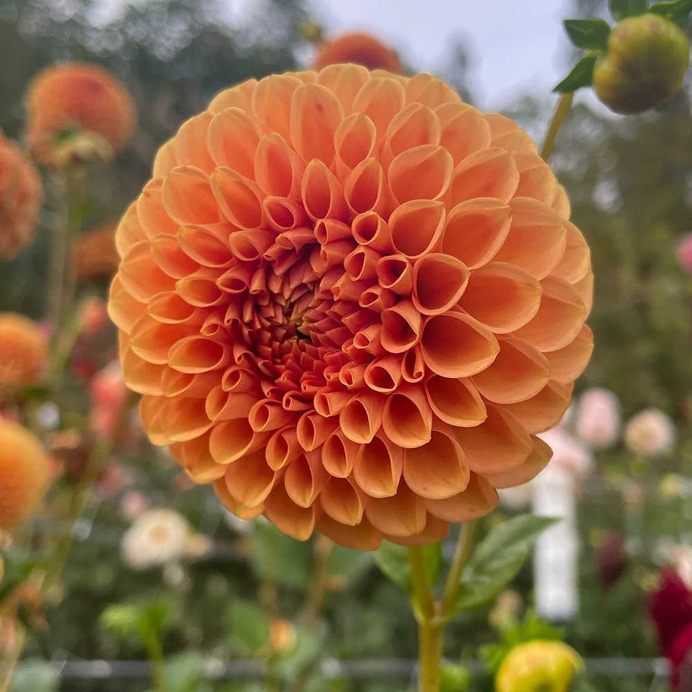 Caleb's Orange Crush Dahlia - Snow Creek Flora