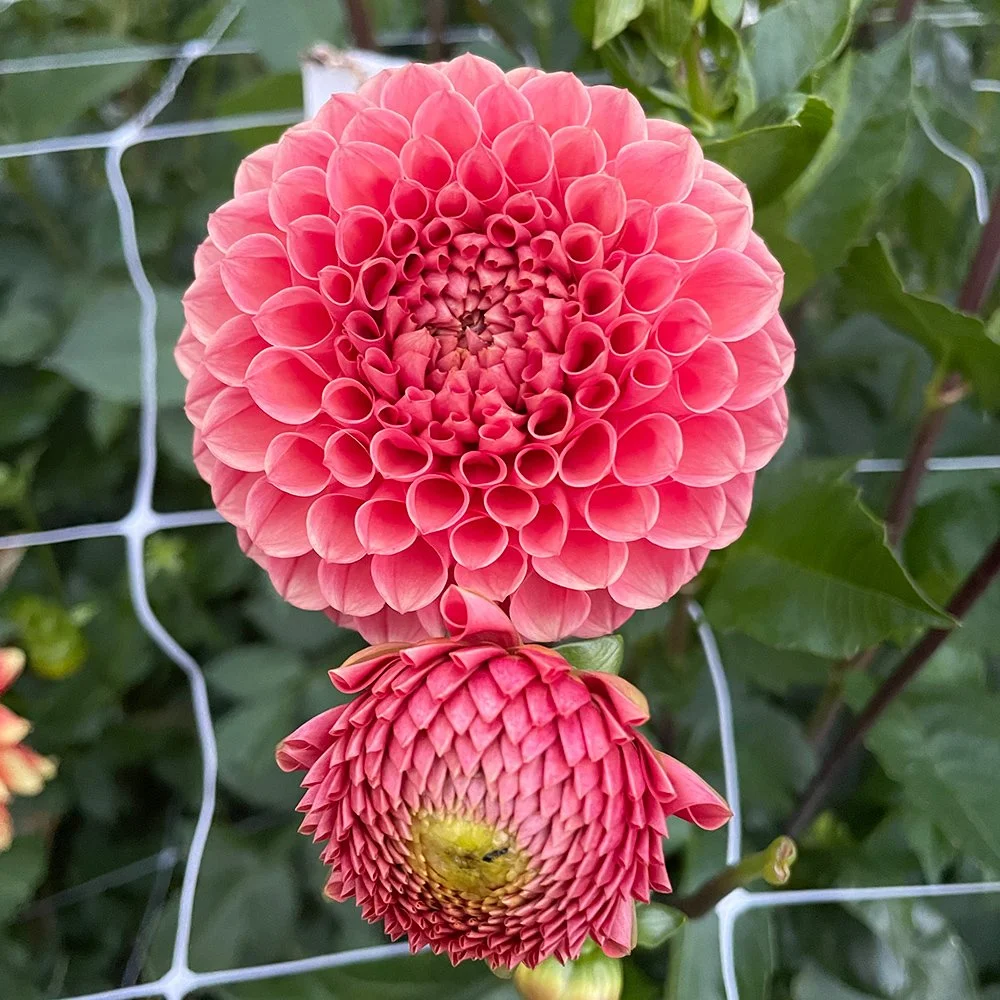 Crazy 4 Wylie Quinn Dahlia - Snow Creek Flora