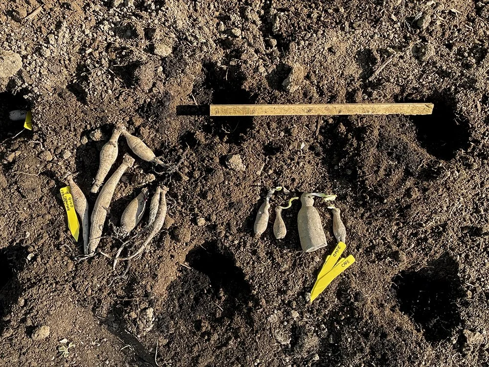 How to Plant + Grow Dahlias From Tubers