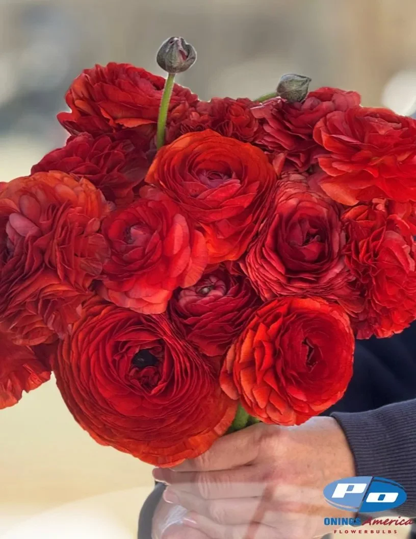 Italian Ranunculus Corms - Elegance Cioccolato / Chocolate