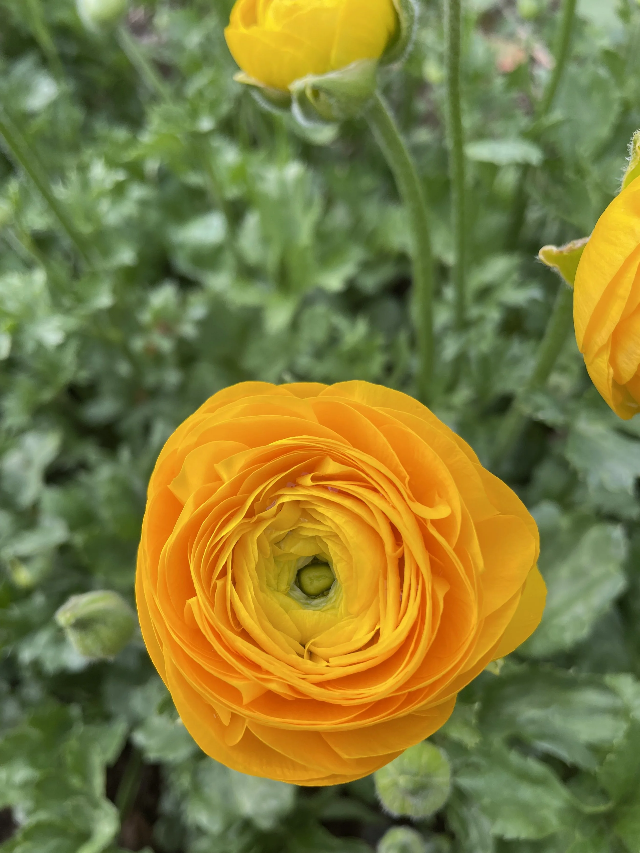Italian Ranunculus Corms - Elegance Giallo - Yellow