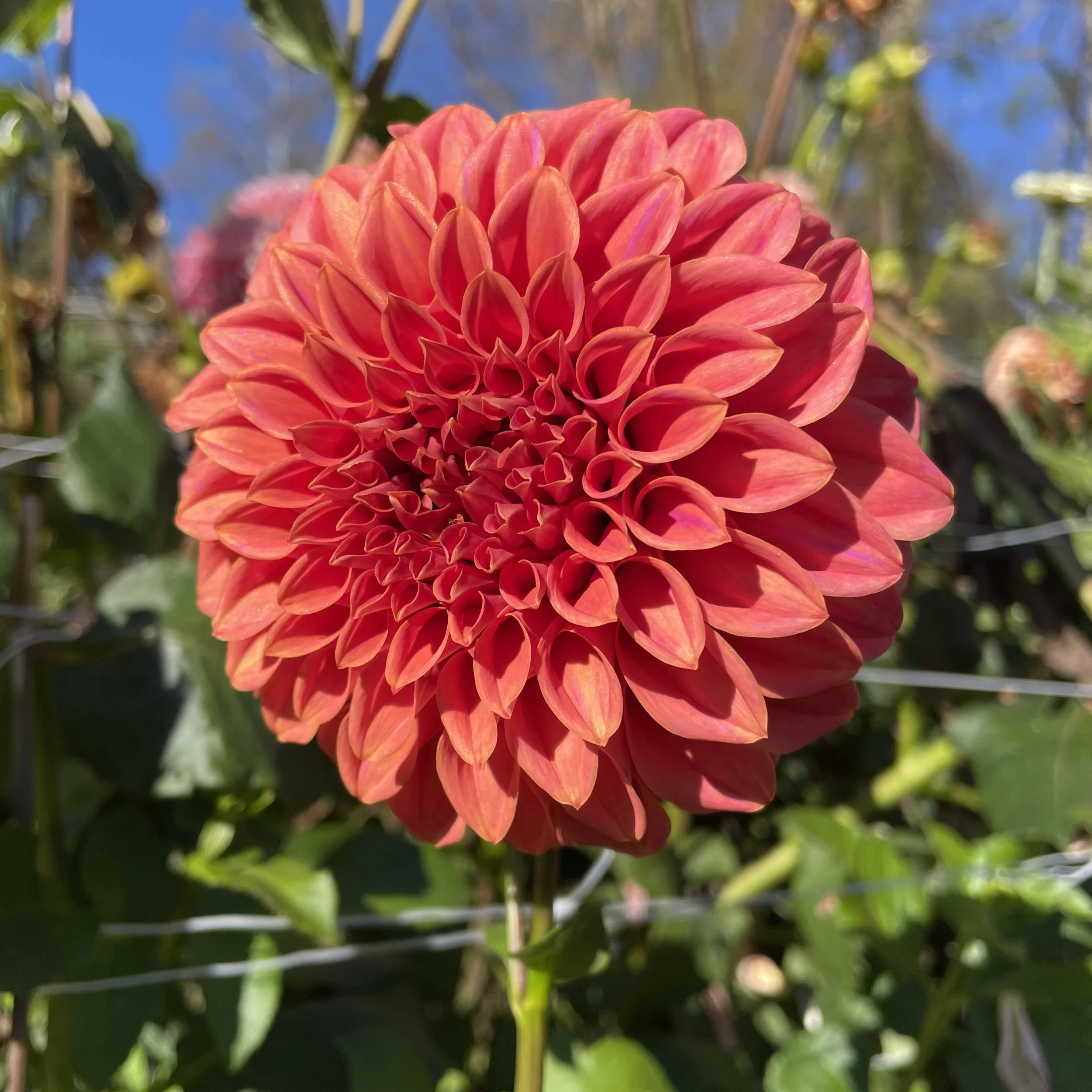 Sylvia Craig Hunter _4783.jpg