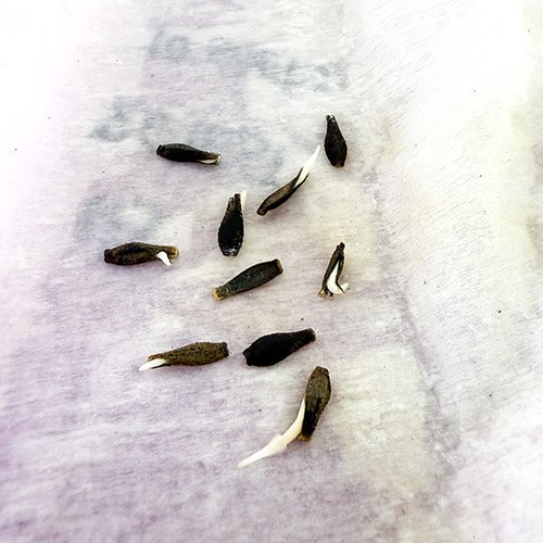 Night Silence Seeds_5938.jpg