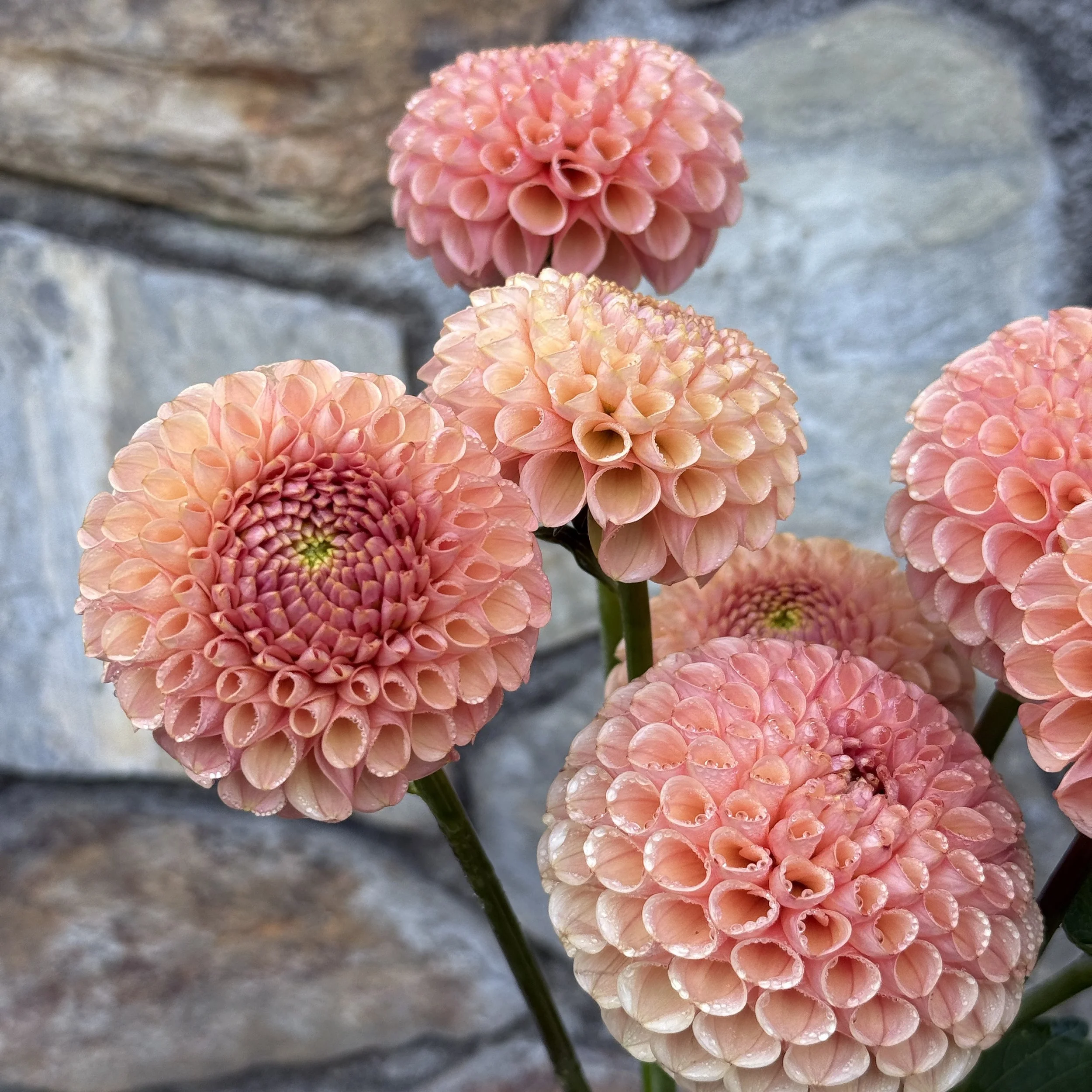 ka_honeycomb_2026_4155.jpg