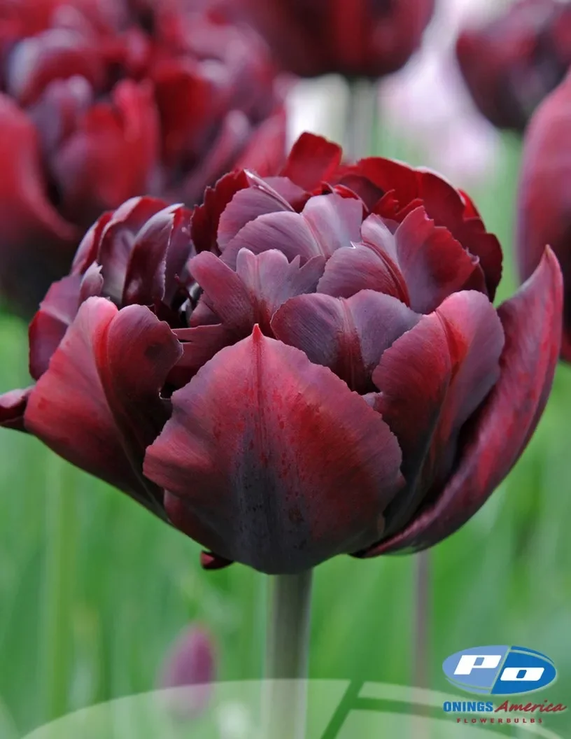 tulip-palmyra-dnu.webp