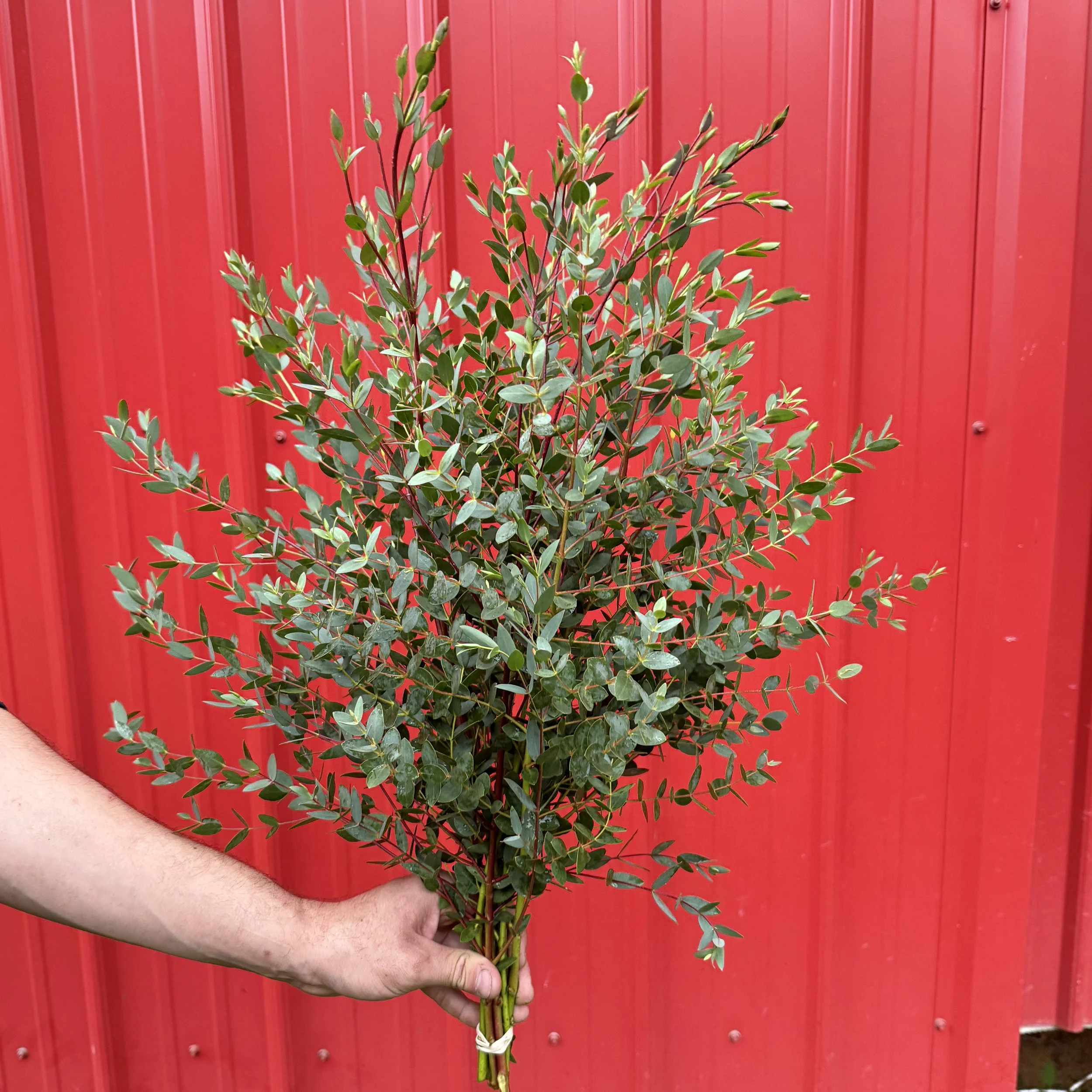 Eucalyptus - small leaved