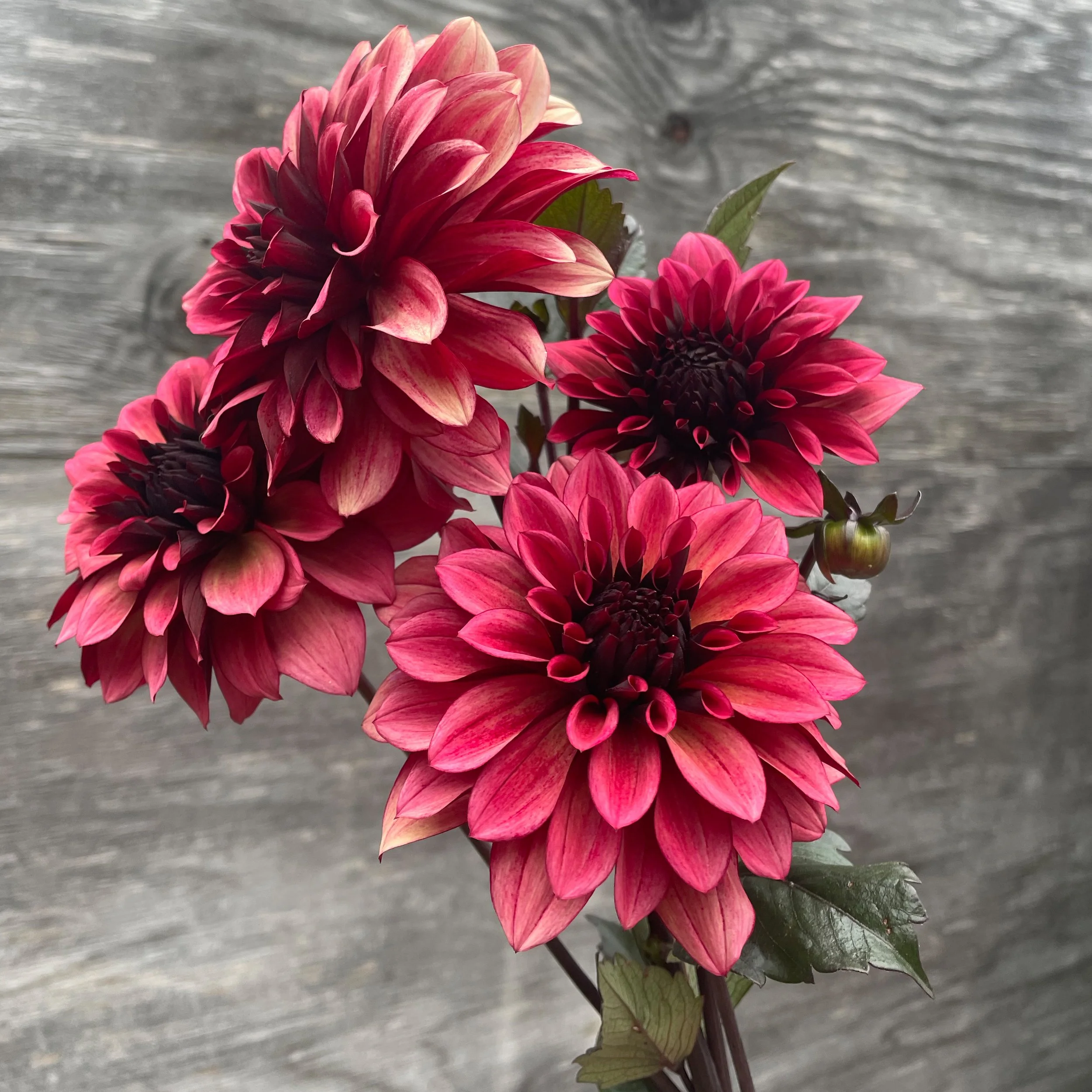 Night Silence • (limit 3)