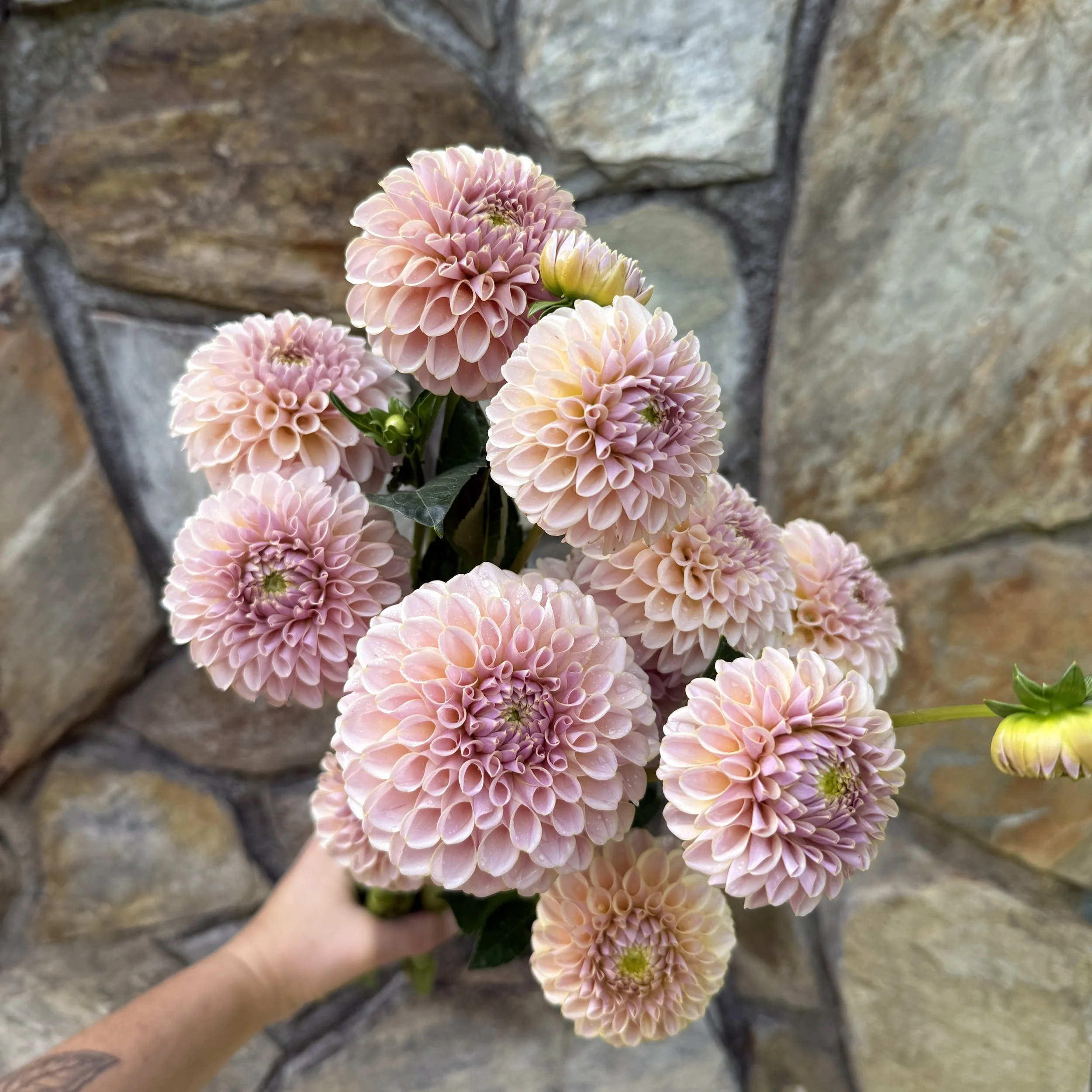 KA's® Cinder Rose • (limit 3)