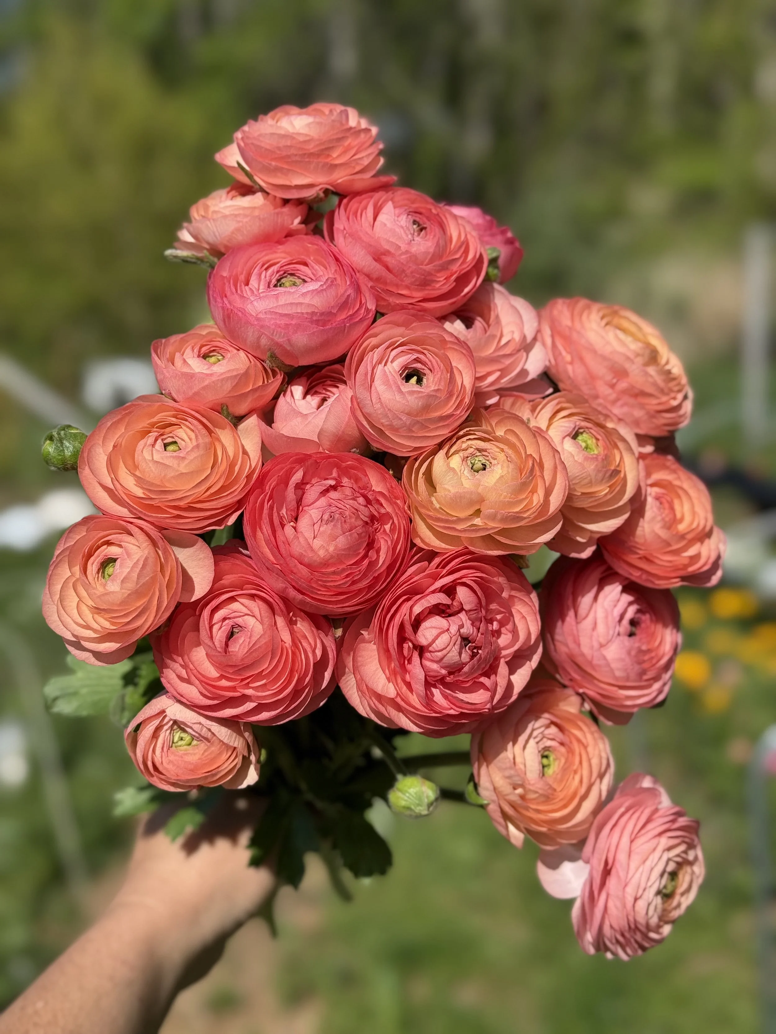 Italian Ranunculus Corms - Elegance Pastello Mix