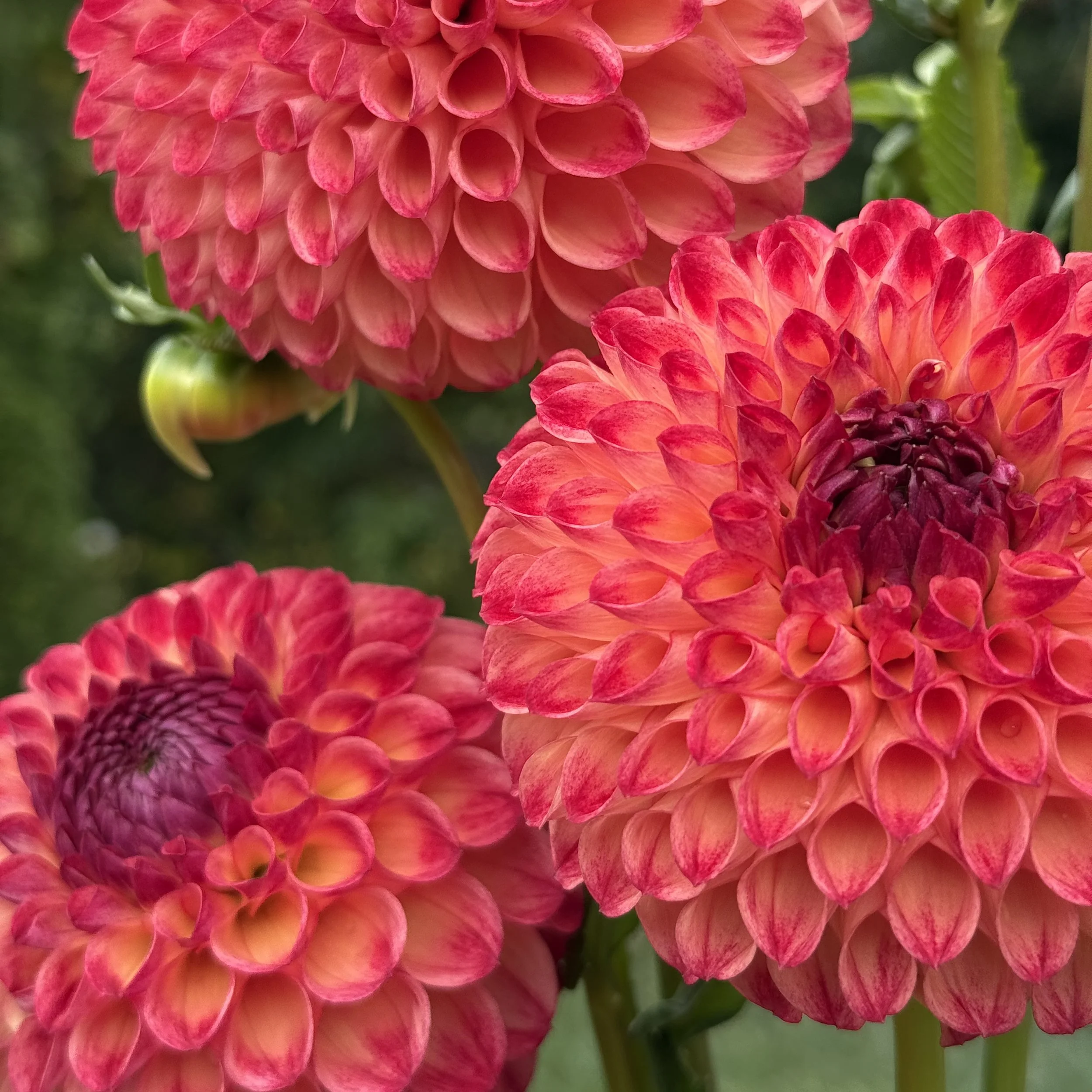 Camano Mordor_8963.jpg