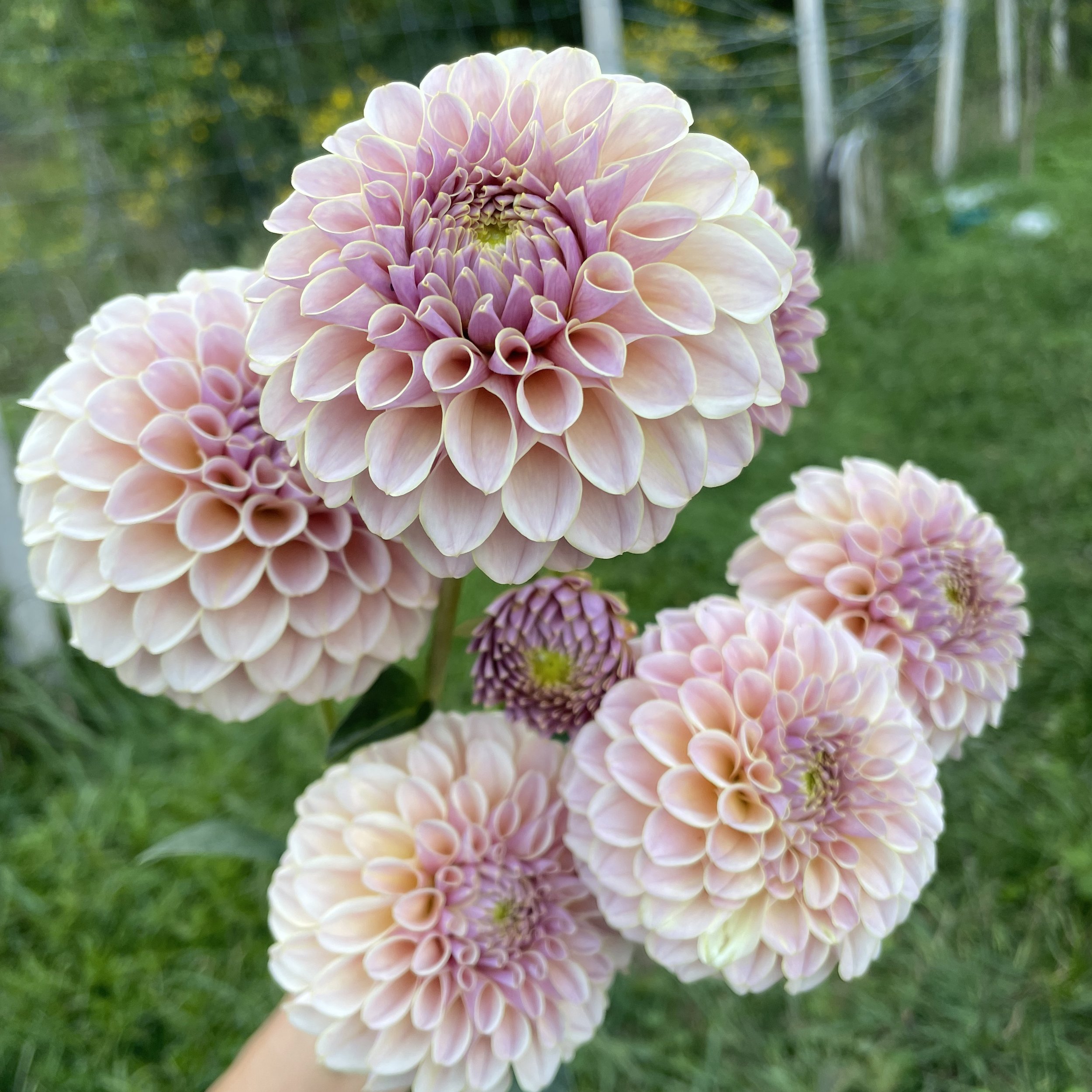 cinder rose_3598.jpg