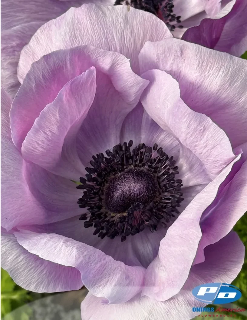 Italian Anemone - Mistral Plus - Milka