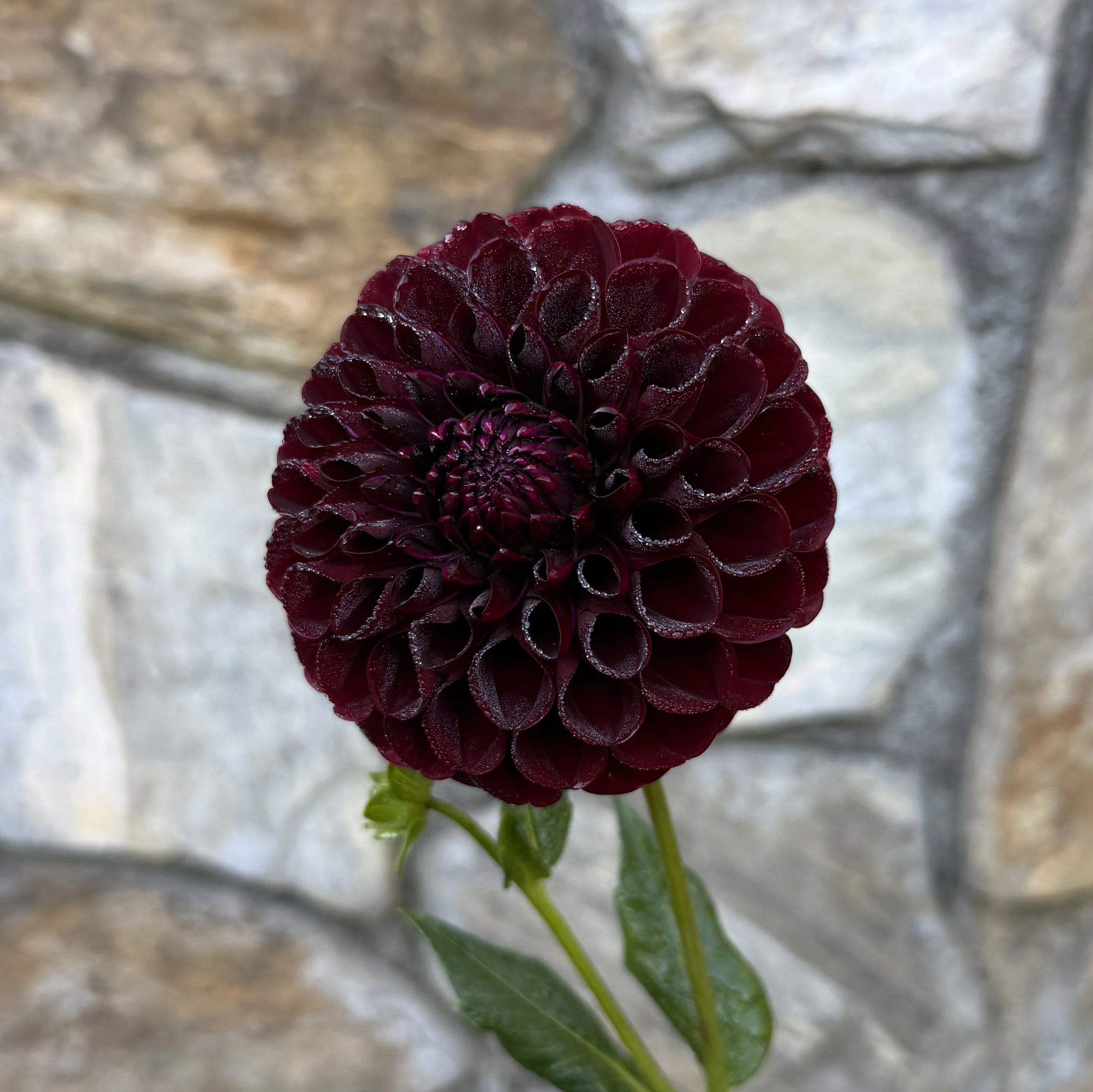 WB_MC_Dahlia.jpg