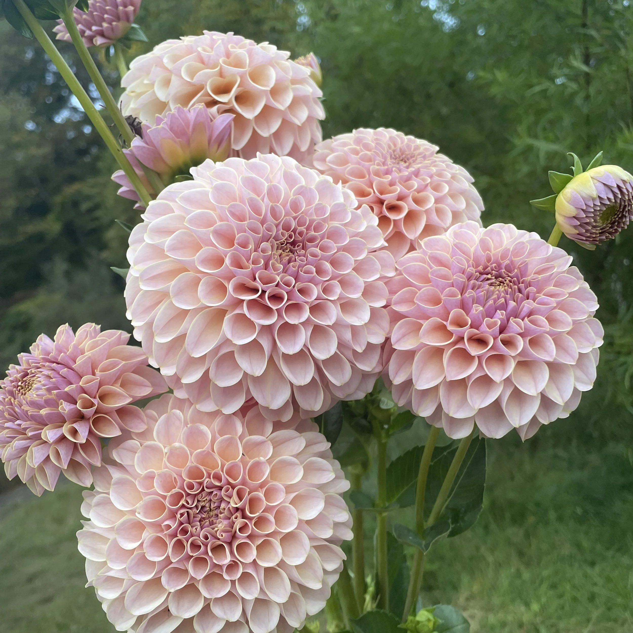 KA's® Cinder Rose • (limit 3)