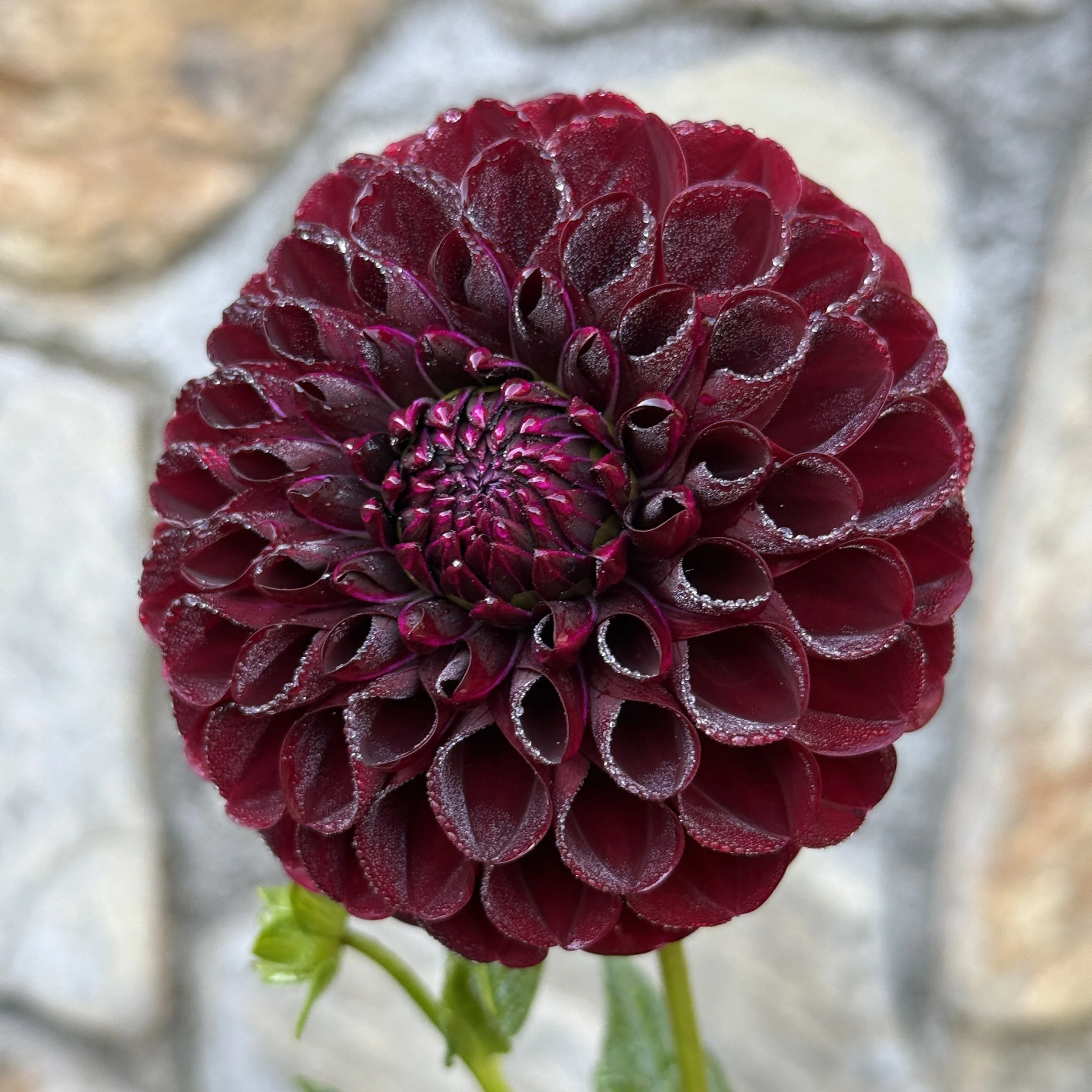 WB_MC_Dahlia_2.jpg