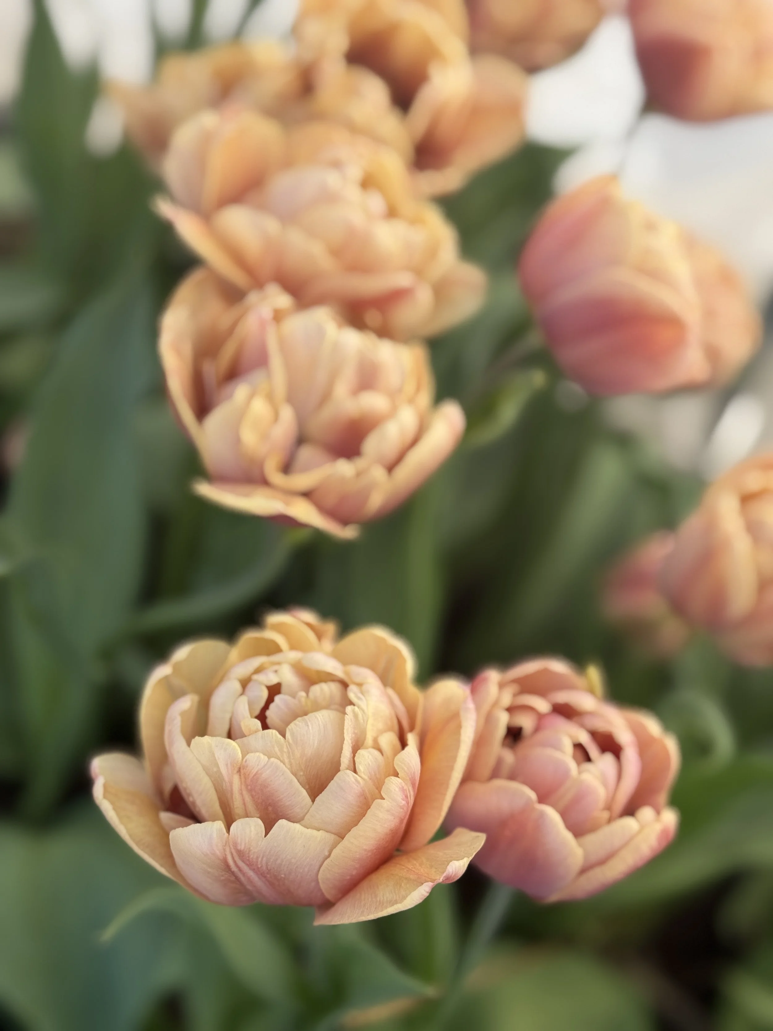 tulip la belle epoque .jpg