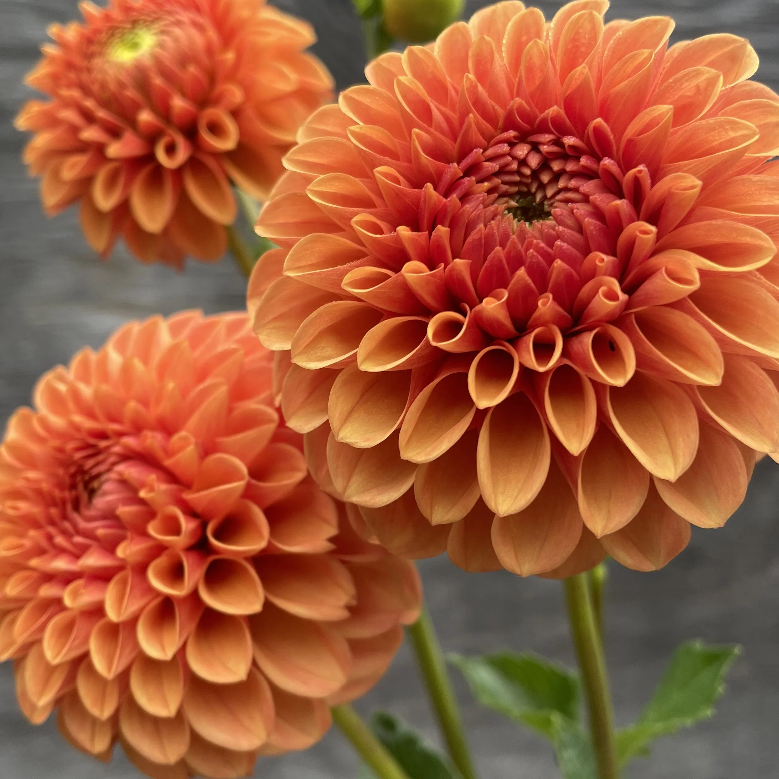 Caleb Orange Crush_2024_4207.jpg