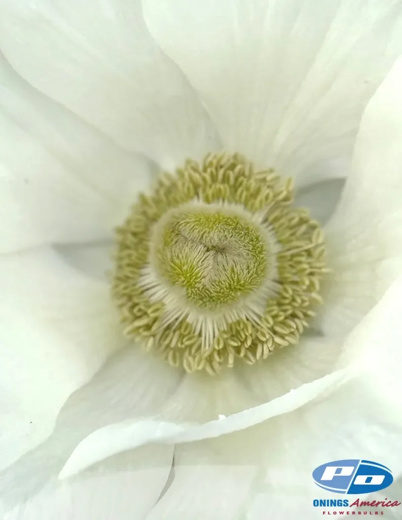 Italian Anemone - Mistral Plus - Bianco / White