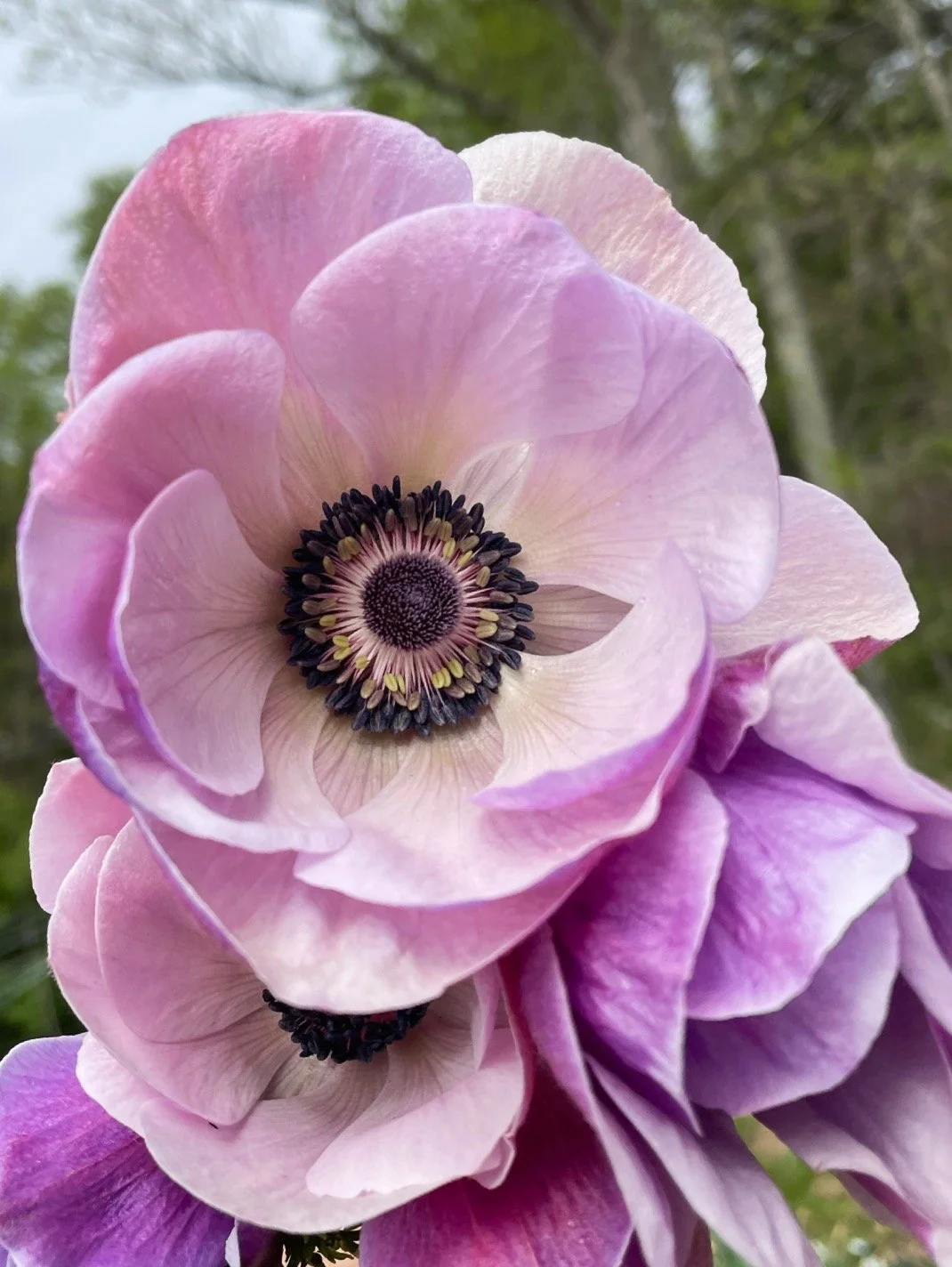 Italian Anemone - Mistral Plus - Rarity