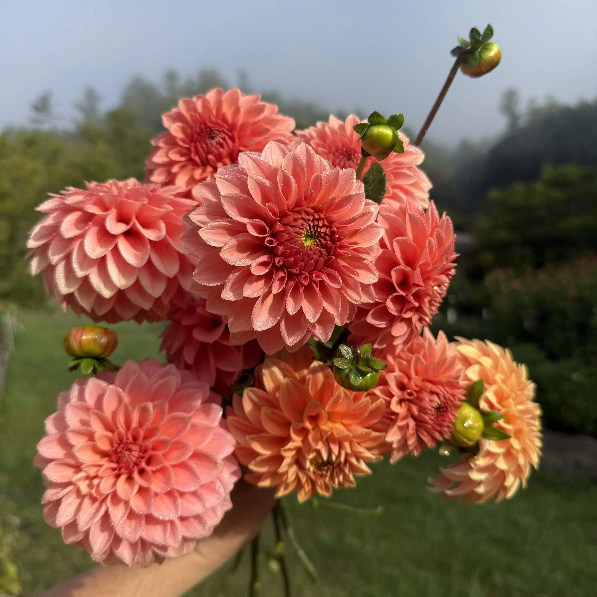 KA Desert Rose_2026_1819.jpg