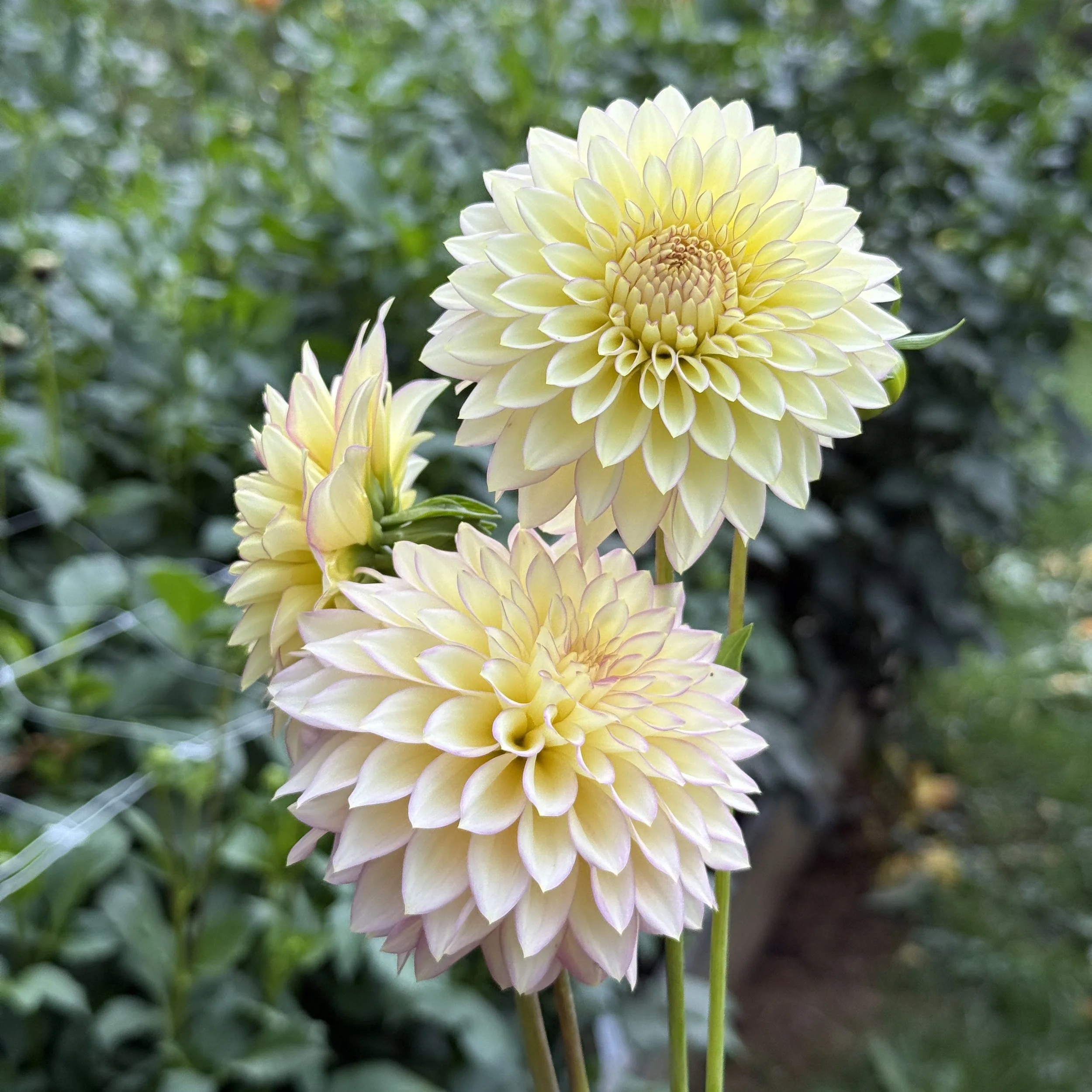 Bloomquist Blush_8968.jpg