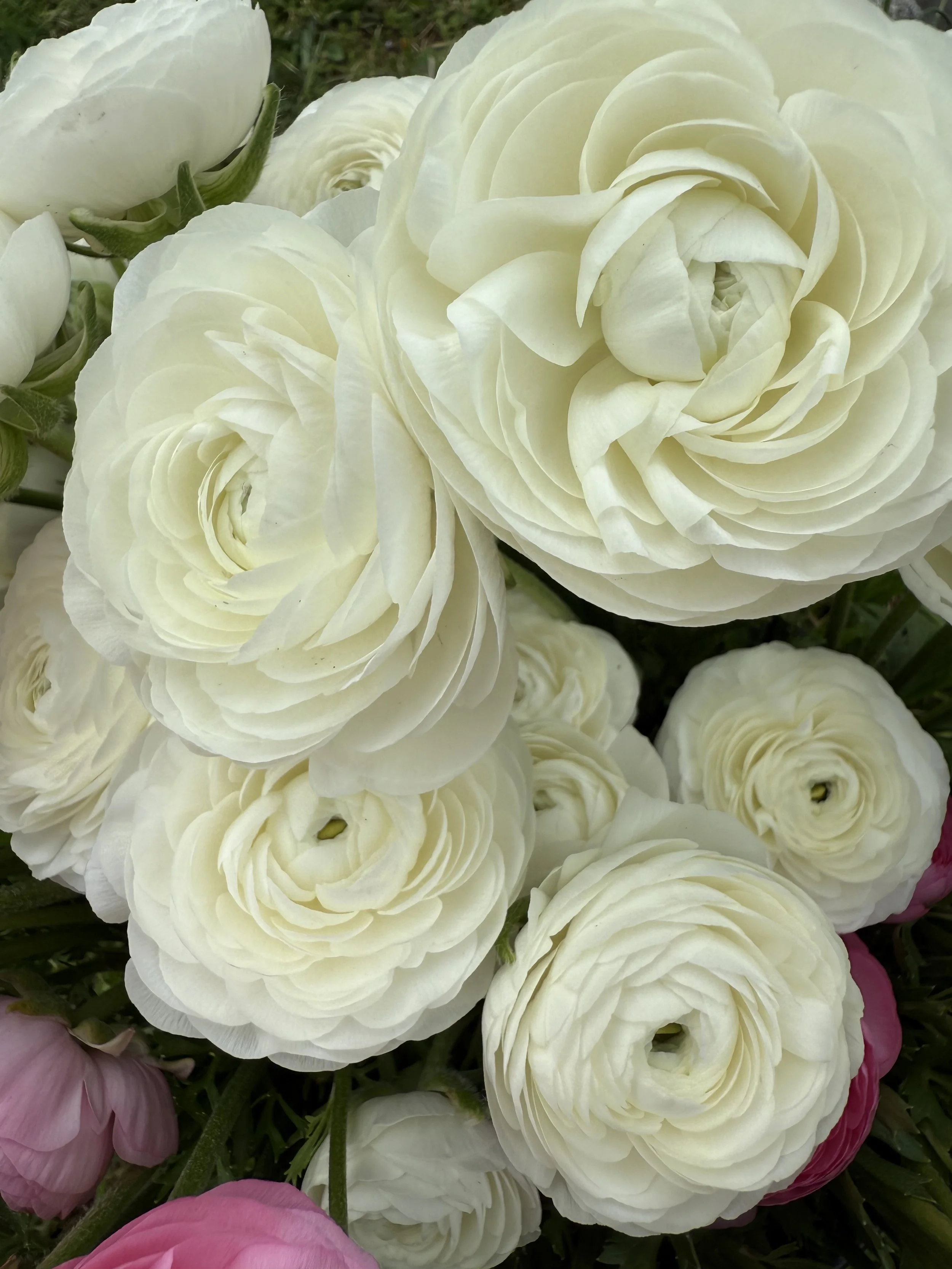 Italian Ranunculus Corms - Elegance Bianco / White