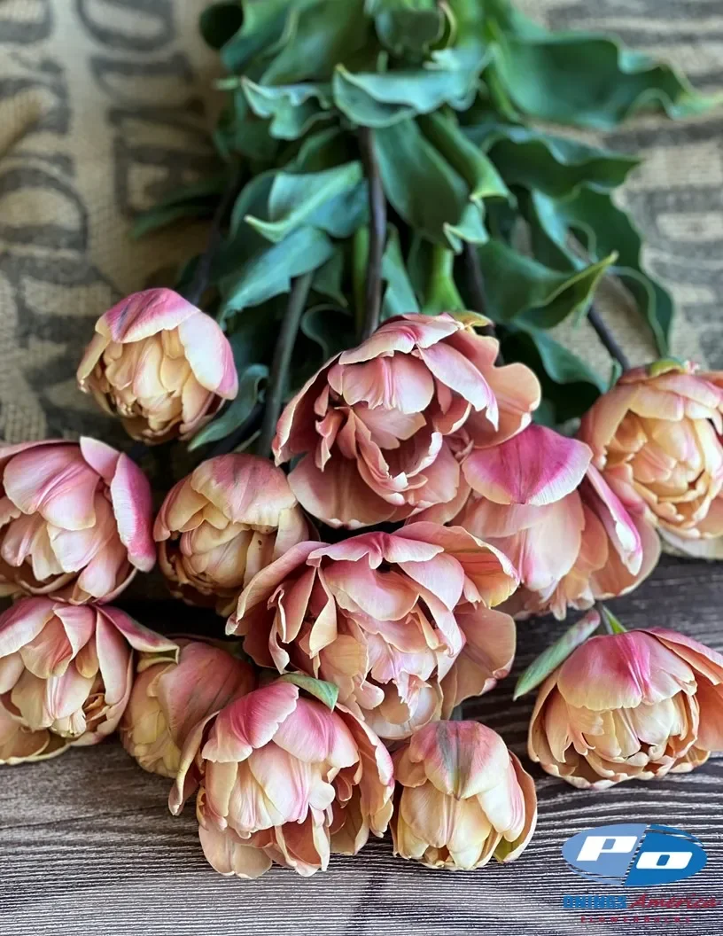tulip-labelle-epo.webp