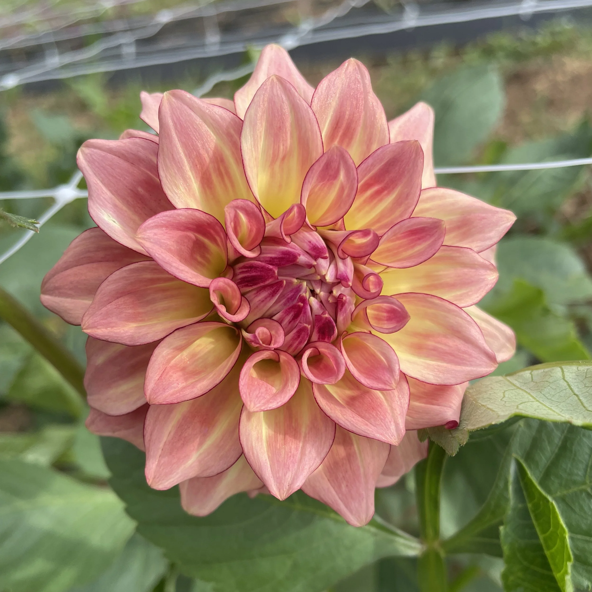 Mocha Katie_2368.jpg