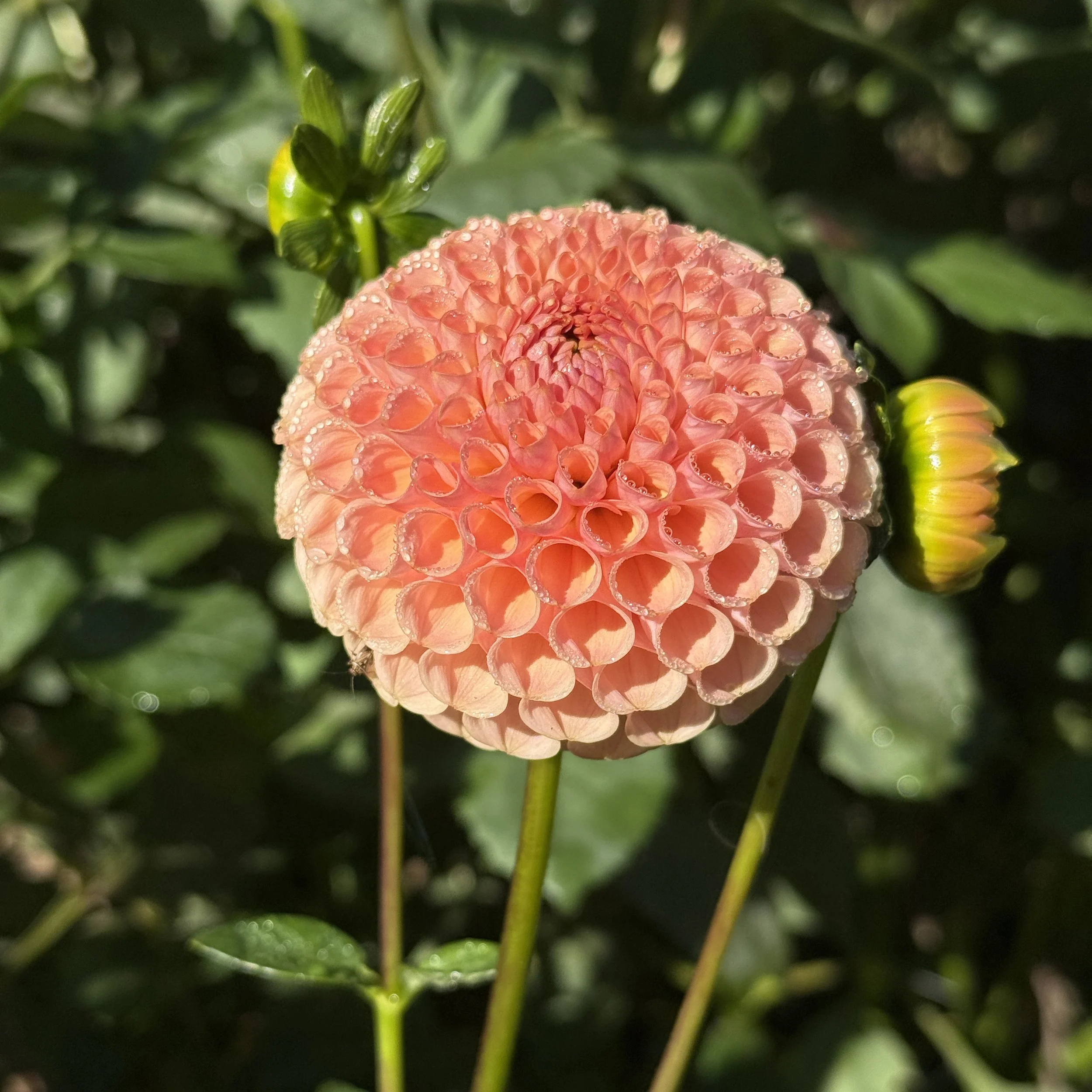 ka_honeycomb_2026_4284.jpg