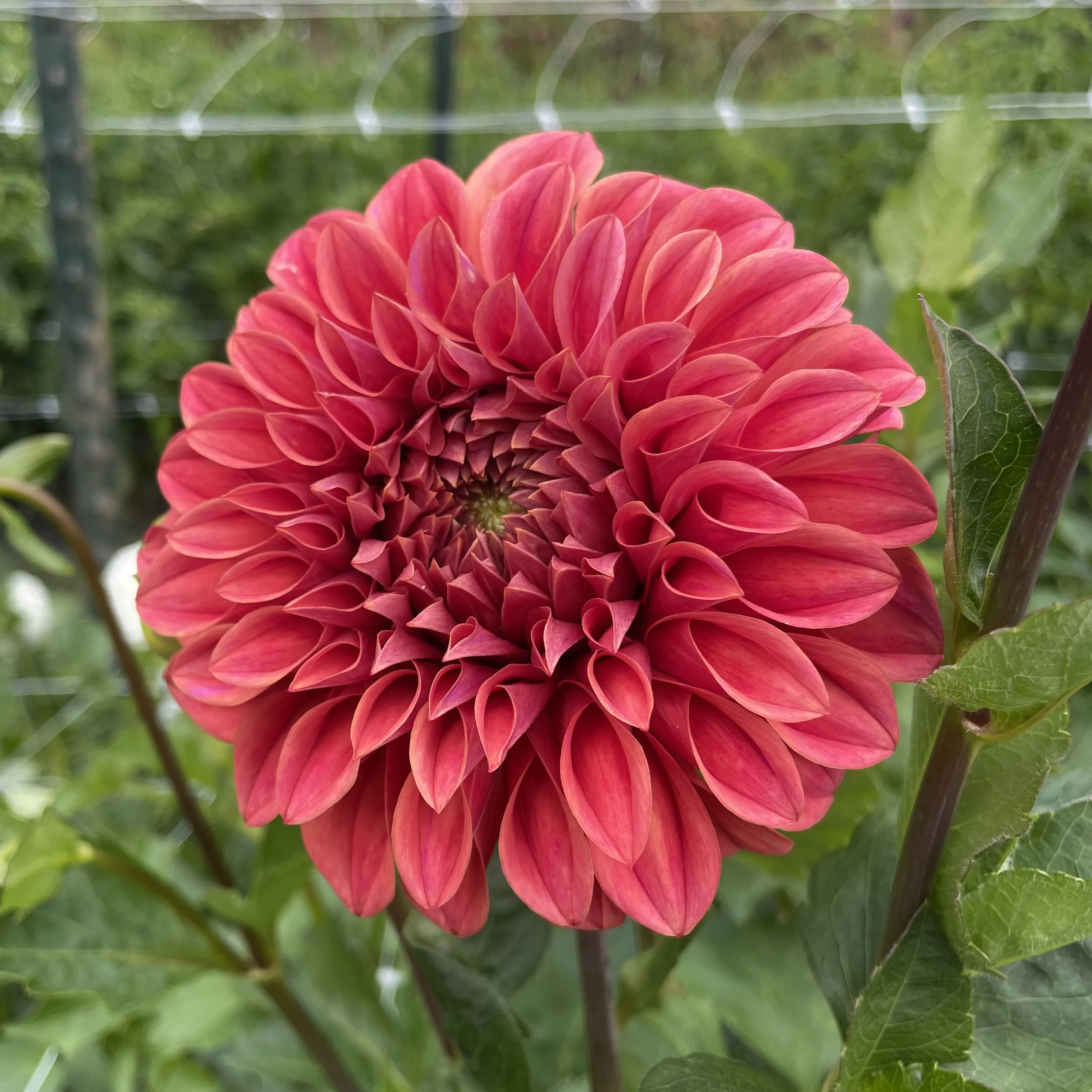 Sylvia Craig Hunter _3573.jpg