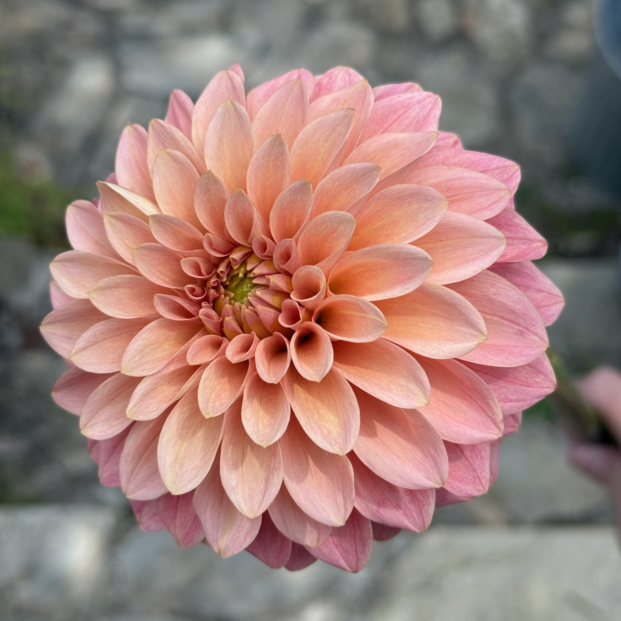 KA Desert Rose_2026_3508.jpg